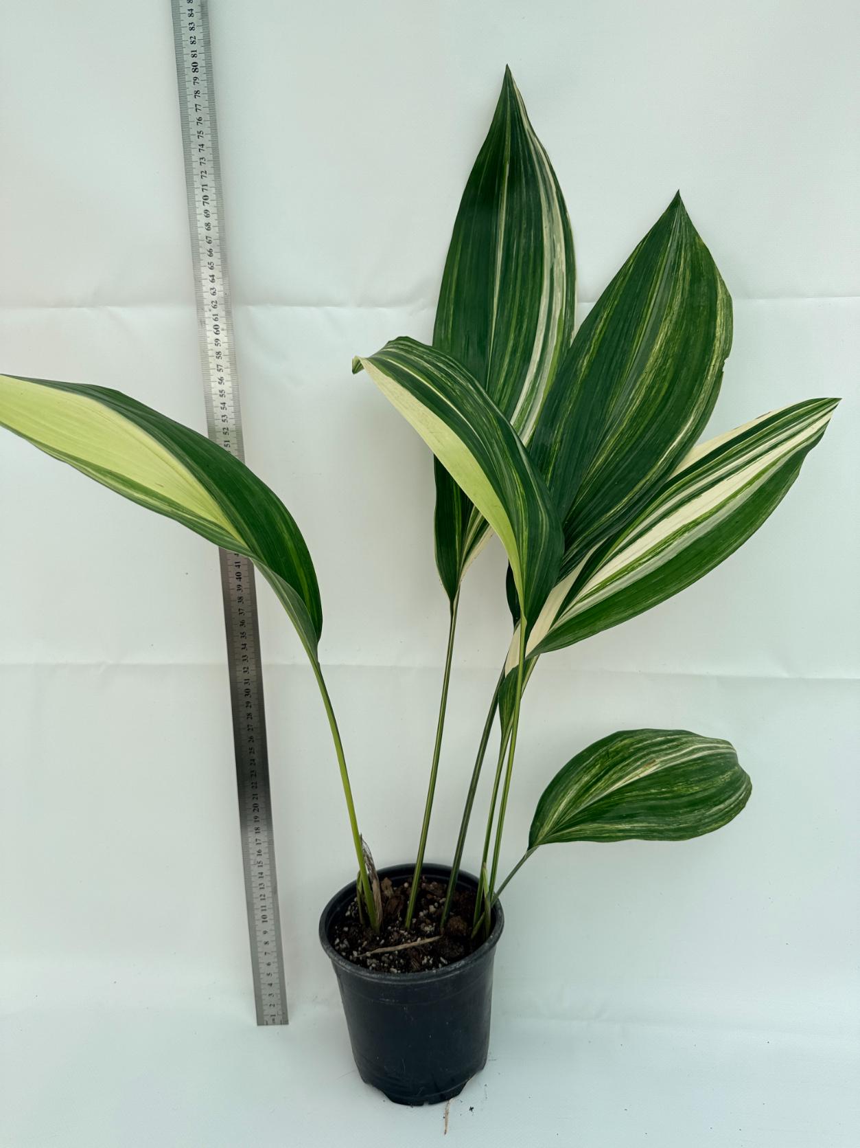 Aspidistra Elatior Variegata