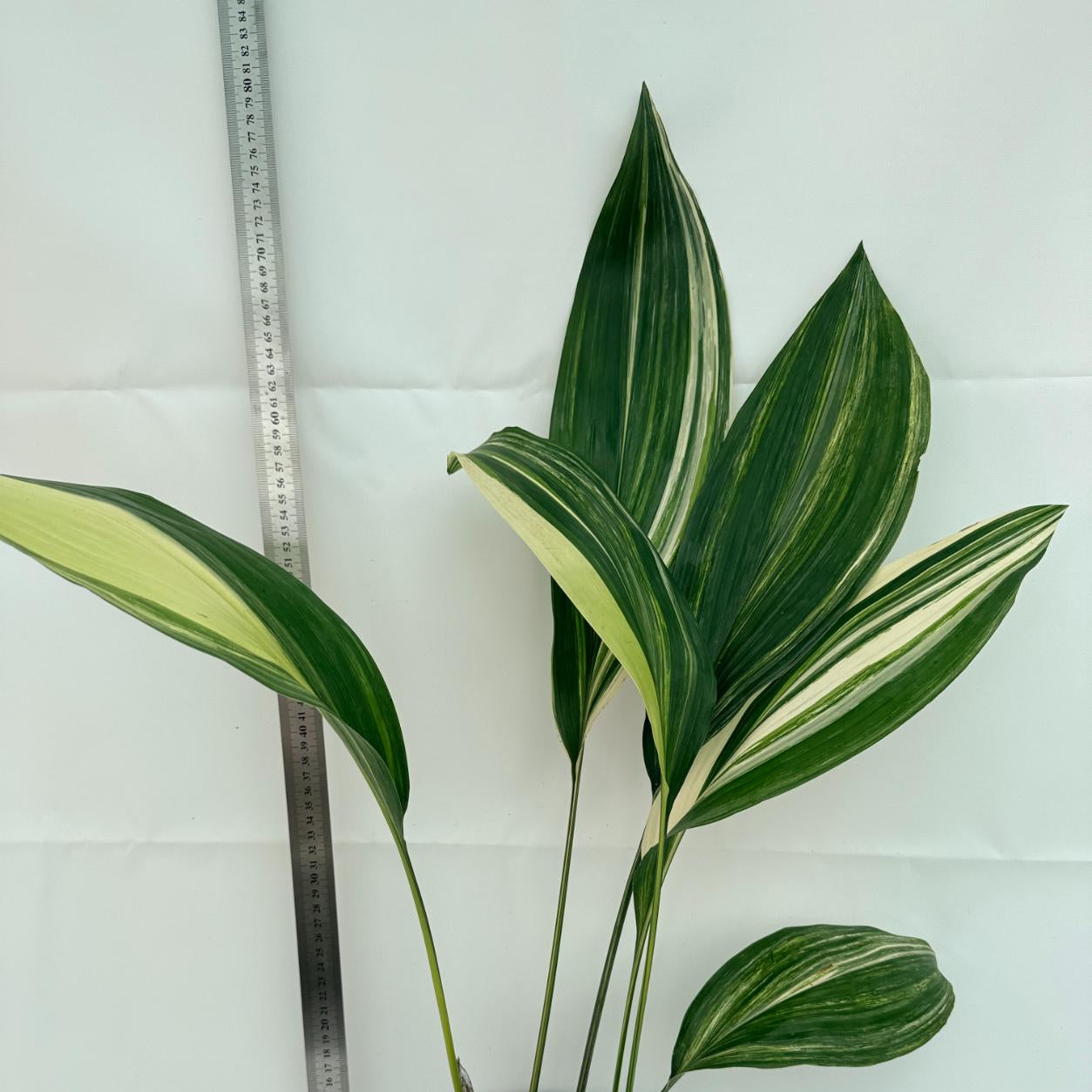 Aspidistra elatior variegata 1