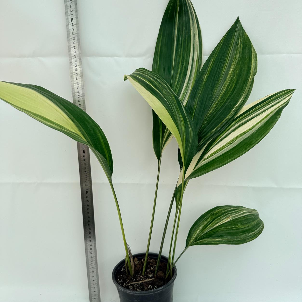 Aspidistra elatior variegata 1