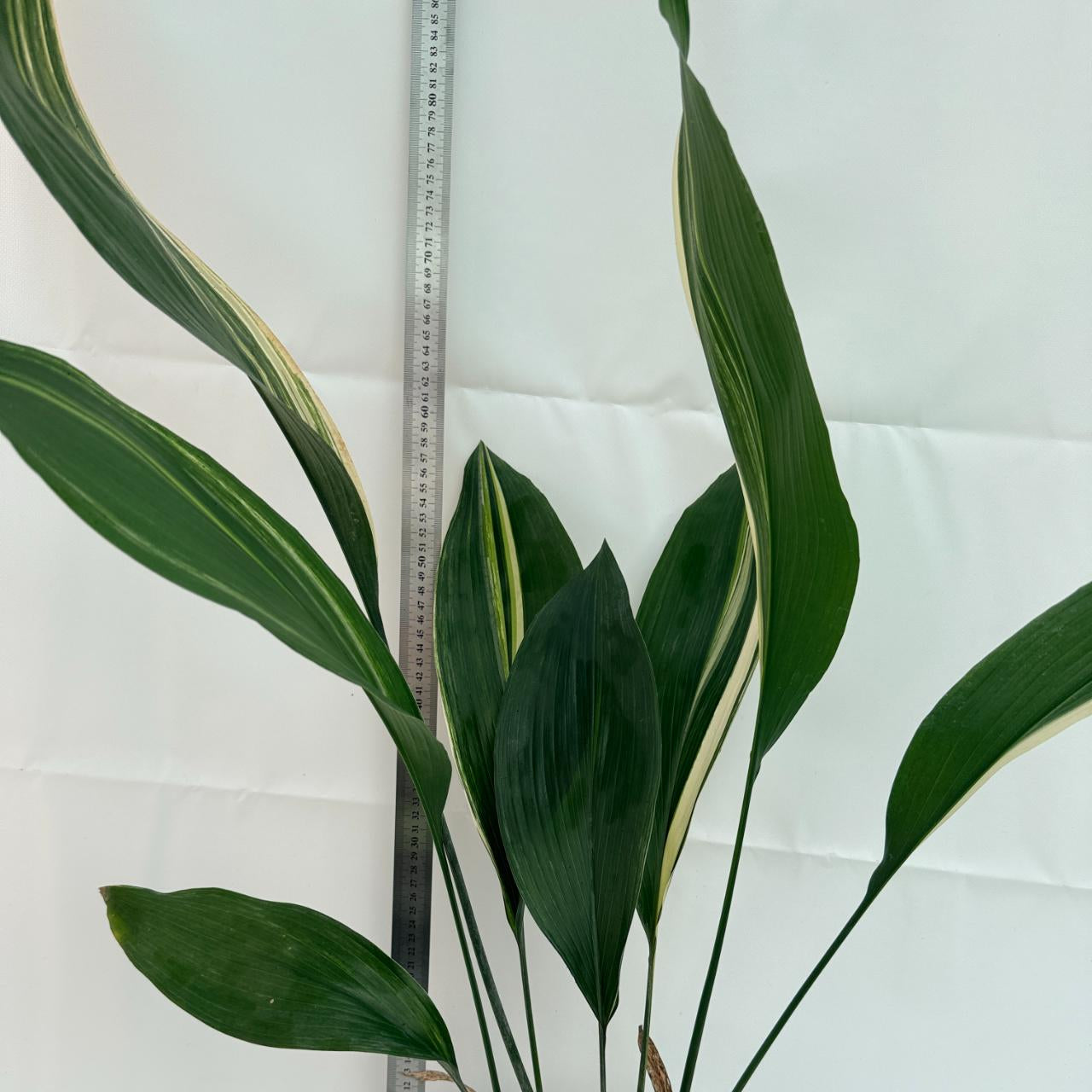Aspidistra elatior variegata 1