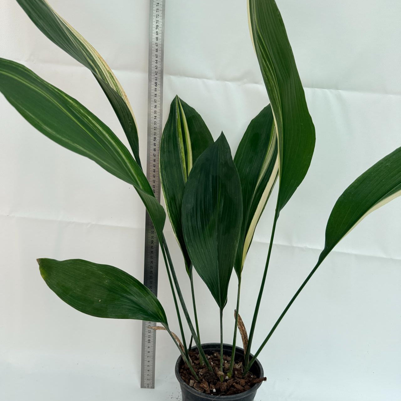 Aspidistra elatior variegata 1