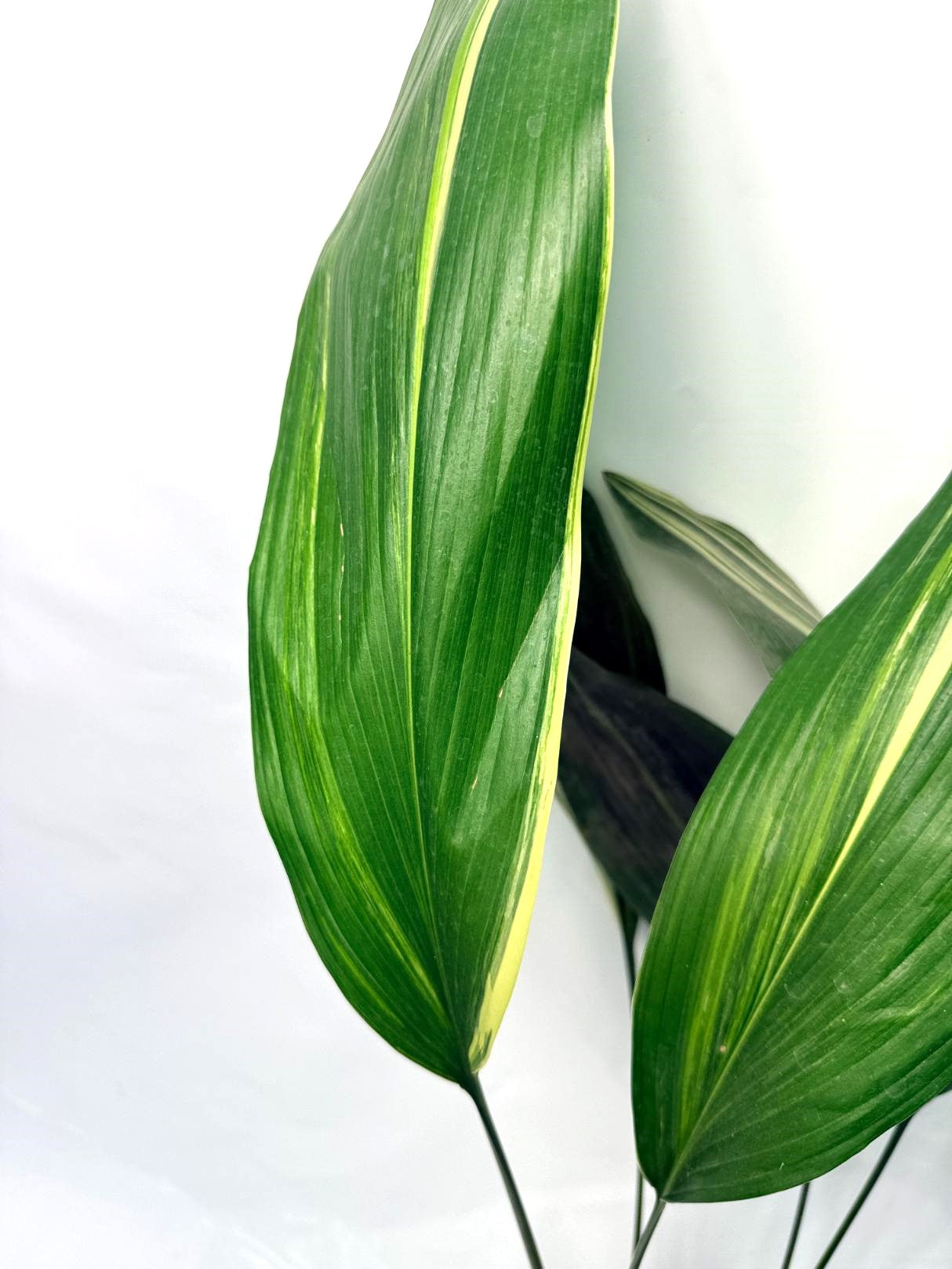Aspidistra Elatior Variegata