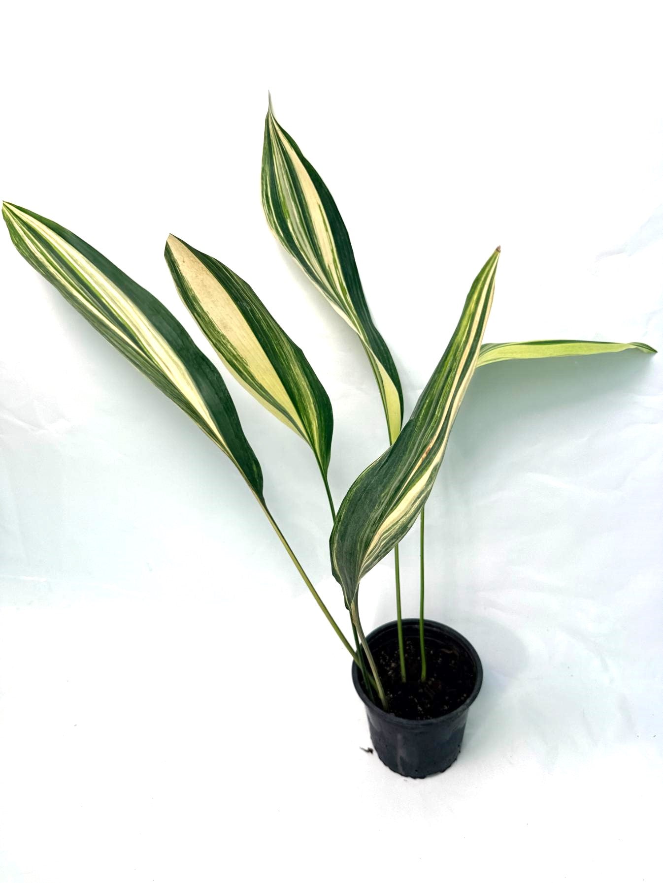 Aspidistra Elatior Variegata | Welovetropicalplants