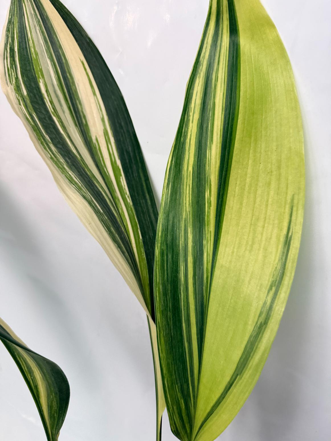 Aspidistra Elatior Variegata