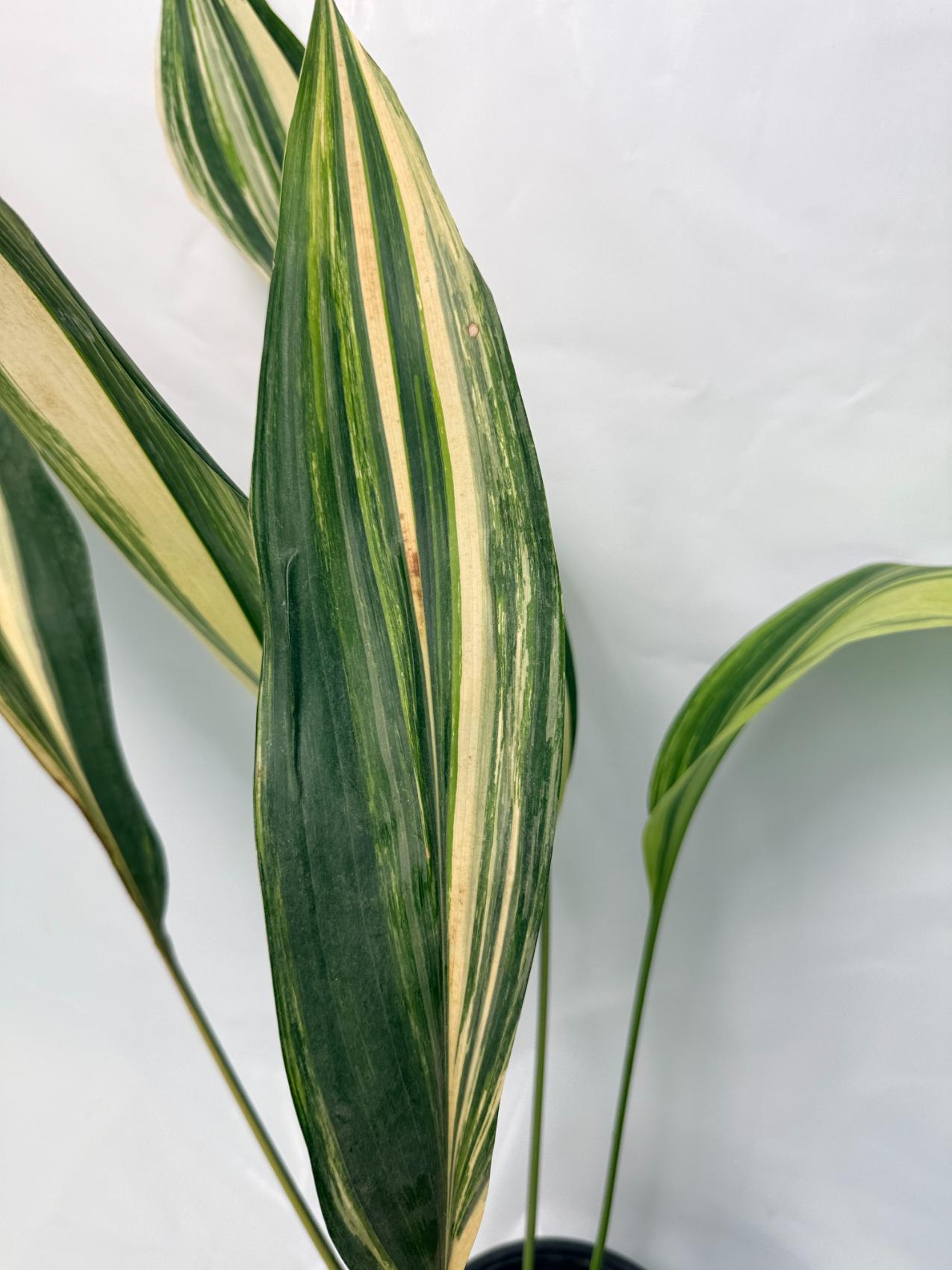 Aspidistra Elatior Variegata