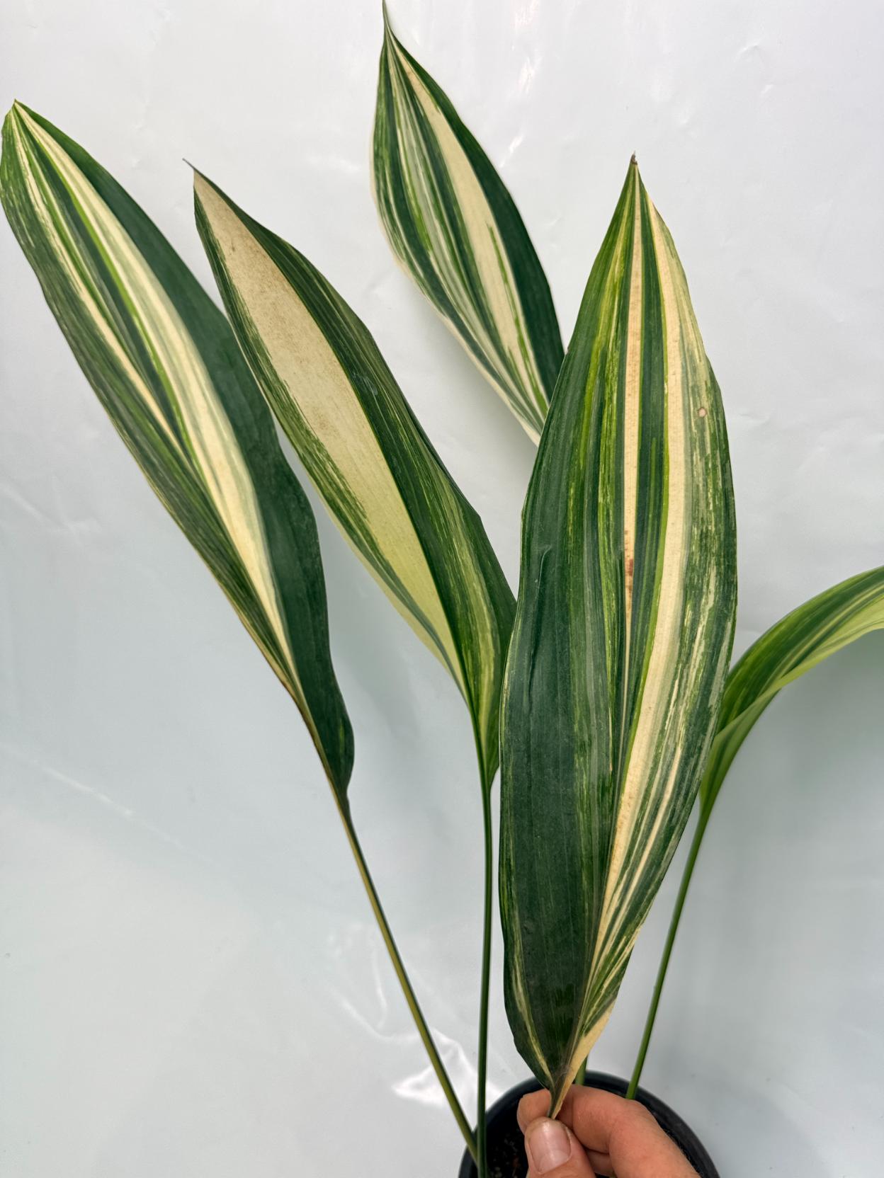 Aspidistra Elatior Variegata