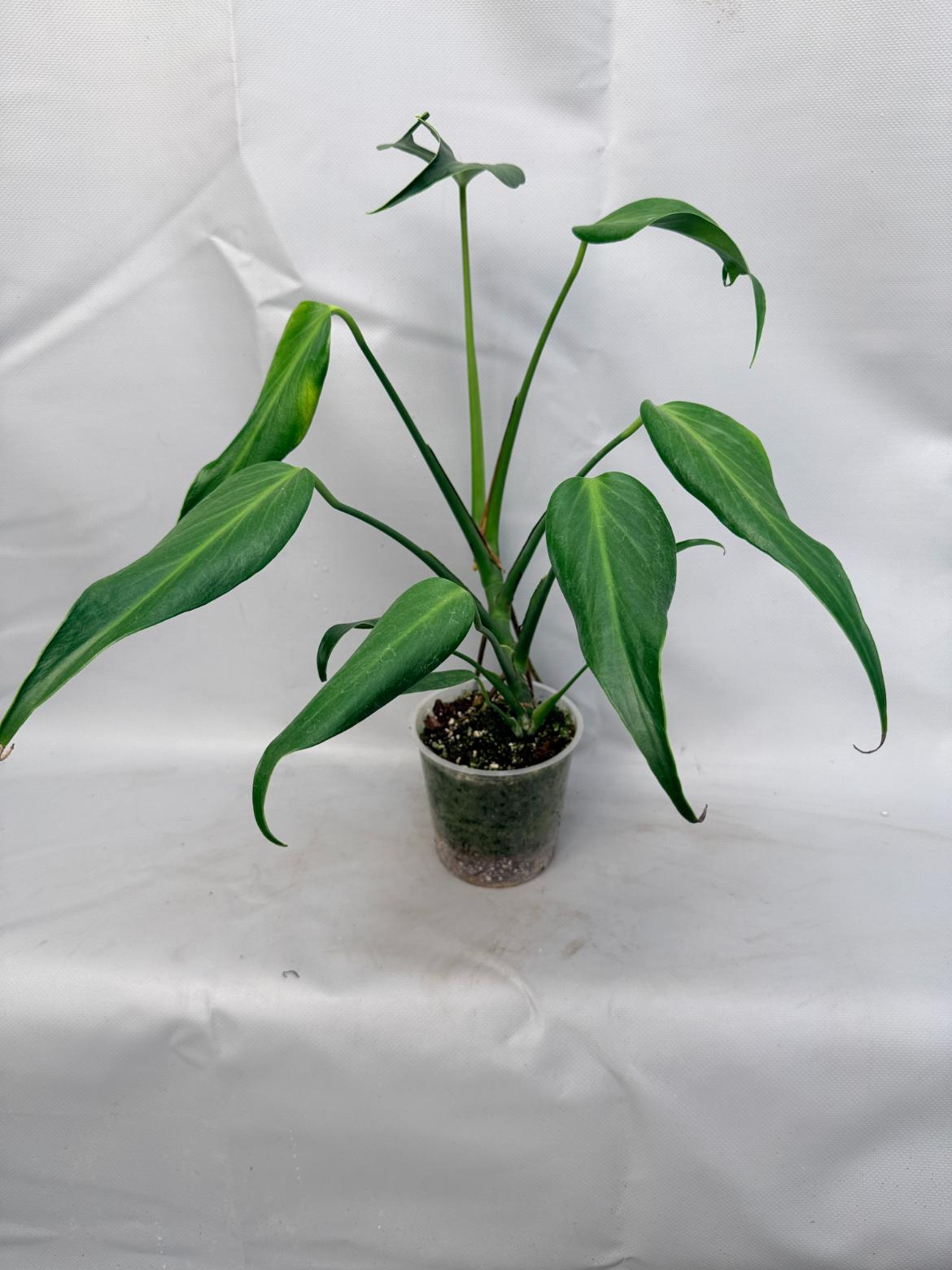 Monstera Burle Marx Flame XL 1