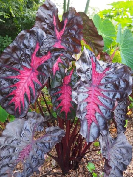 esenta plant Ceratostema doucettei — Ecuagenera USA Corp main image 0