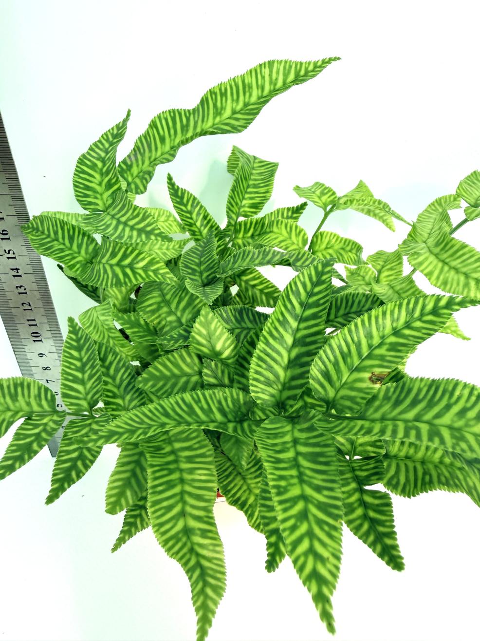 Coniogramme Emeiensis 5