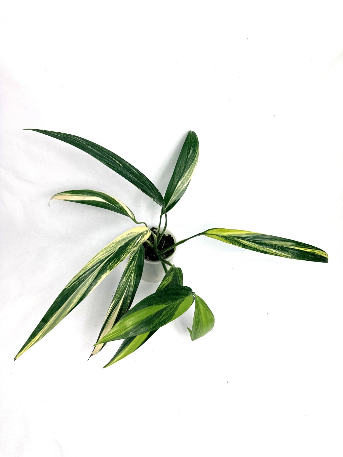 Epipremnum Amplissimum variegata Aurea