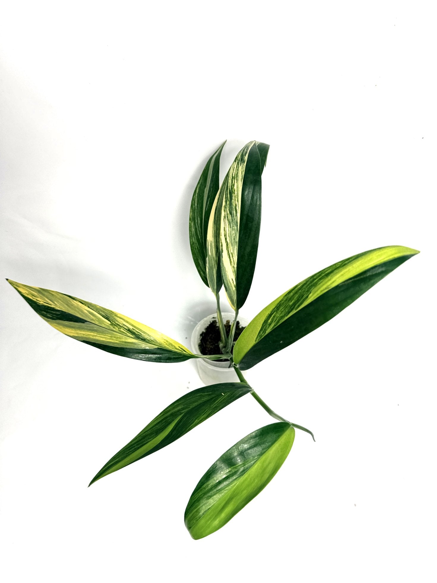 Epipremnum Amplissimum variegata Aurea