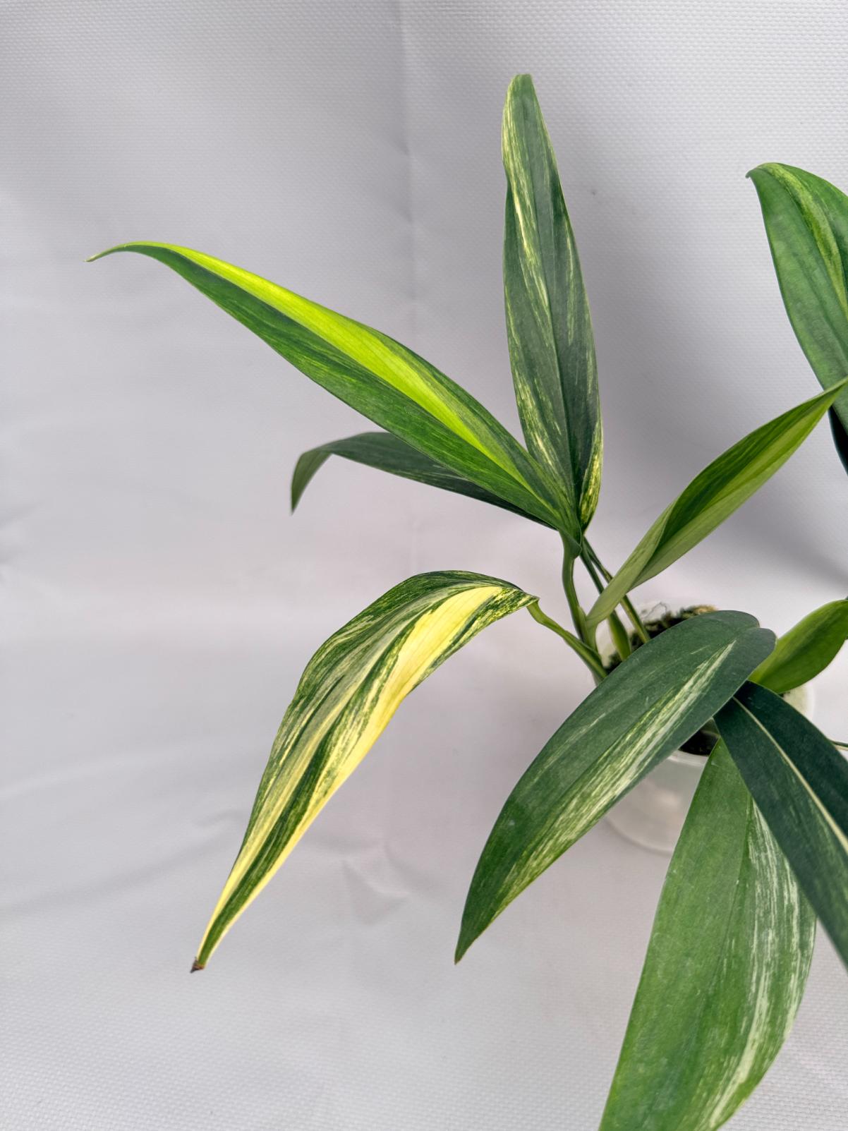 Epipremnum Amplissimum variegata Aurea 02