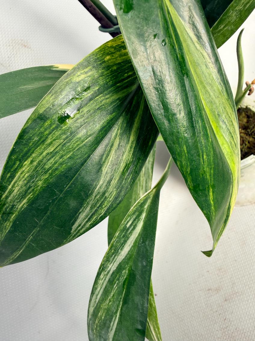 Epipremnum Amplissimum variegata Aurea 02