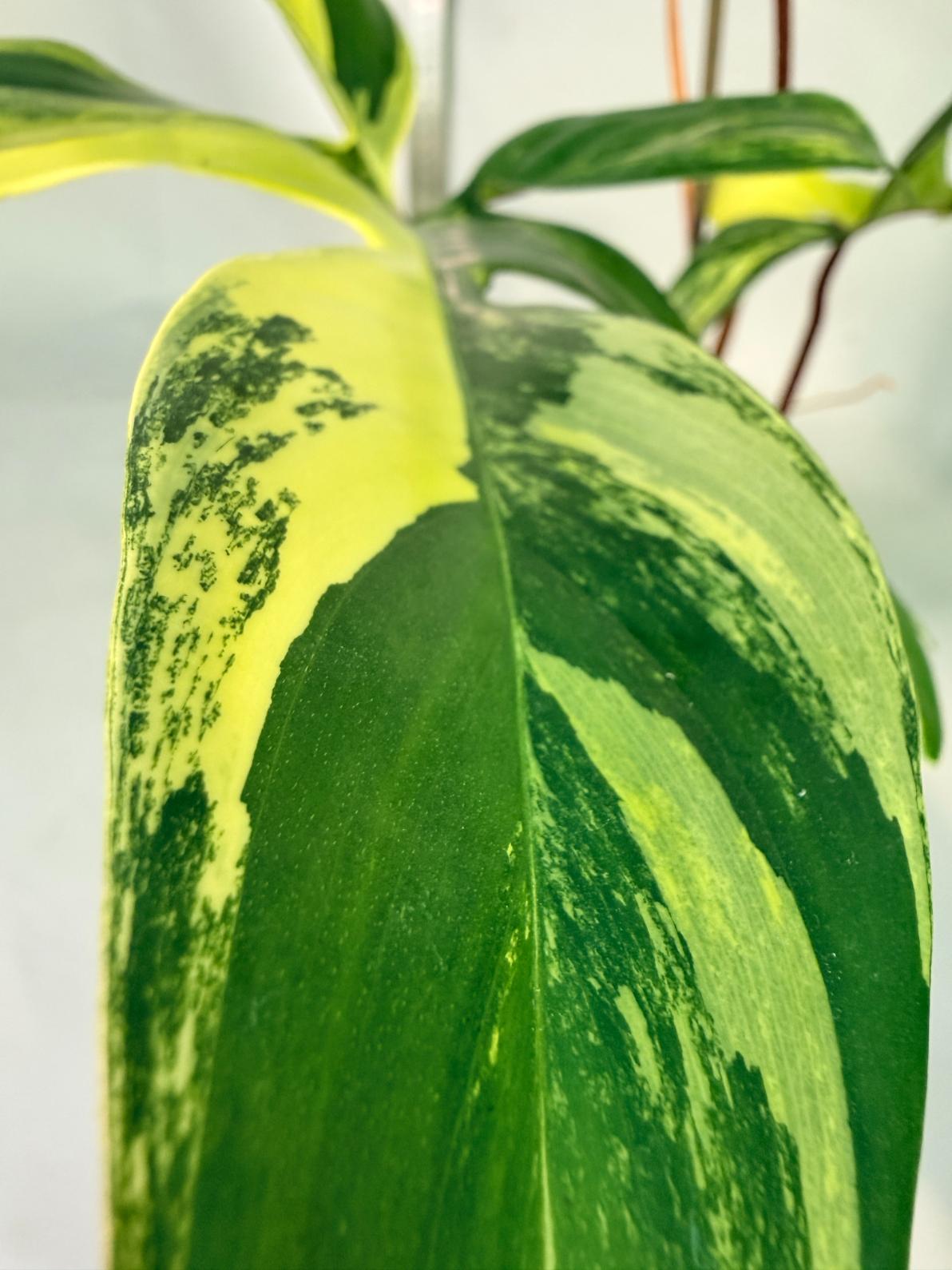 philodendron florida beauty veriegata 2