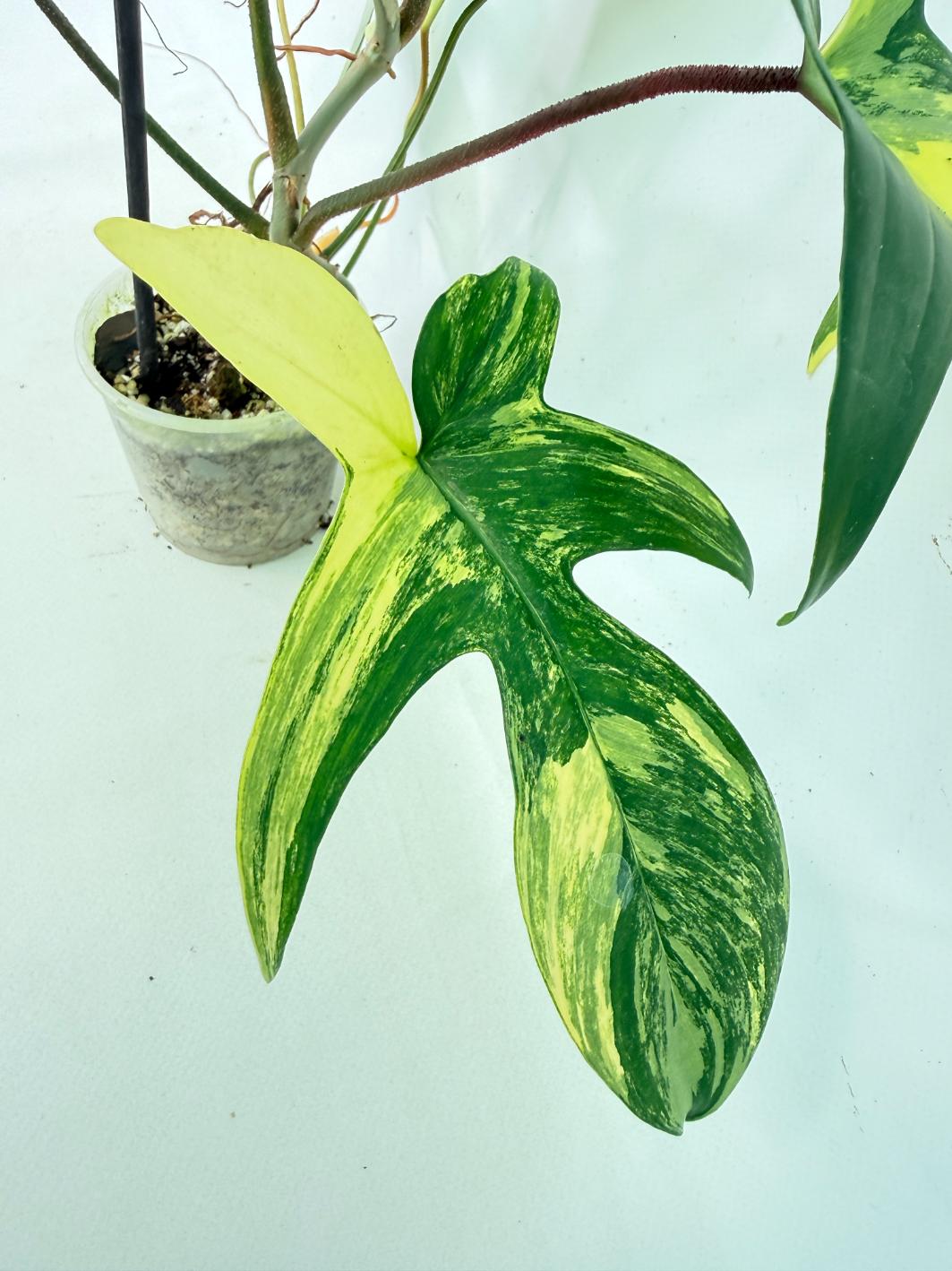 Philodendron Florida Beauty Variegata 2