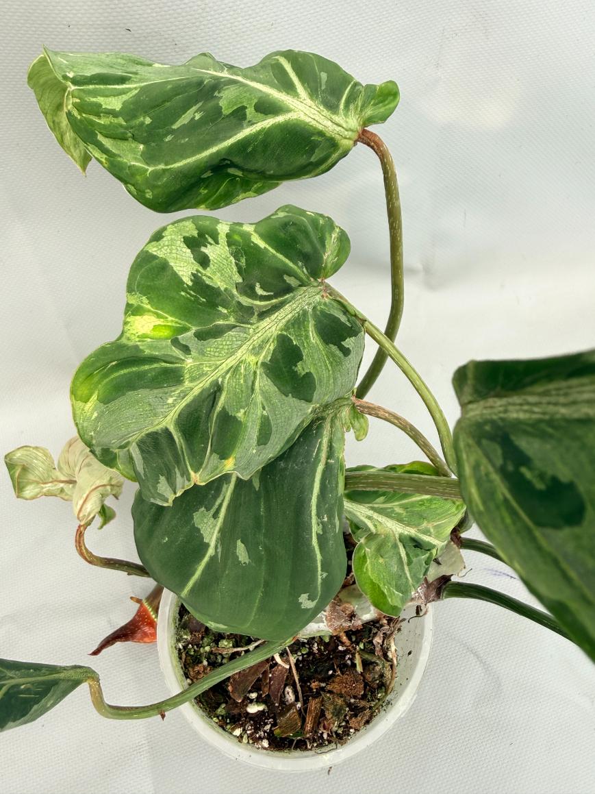 Philodendron Gloriosum Variegata 02