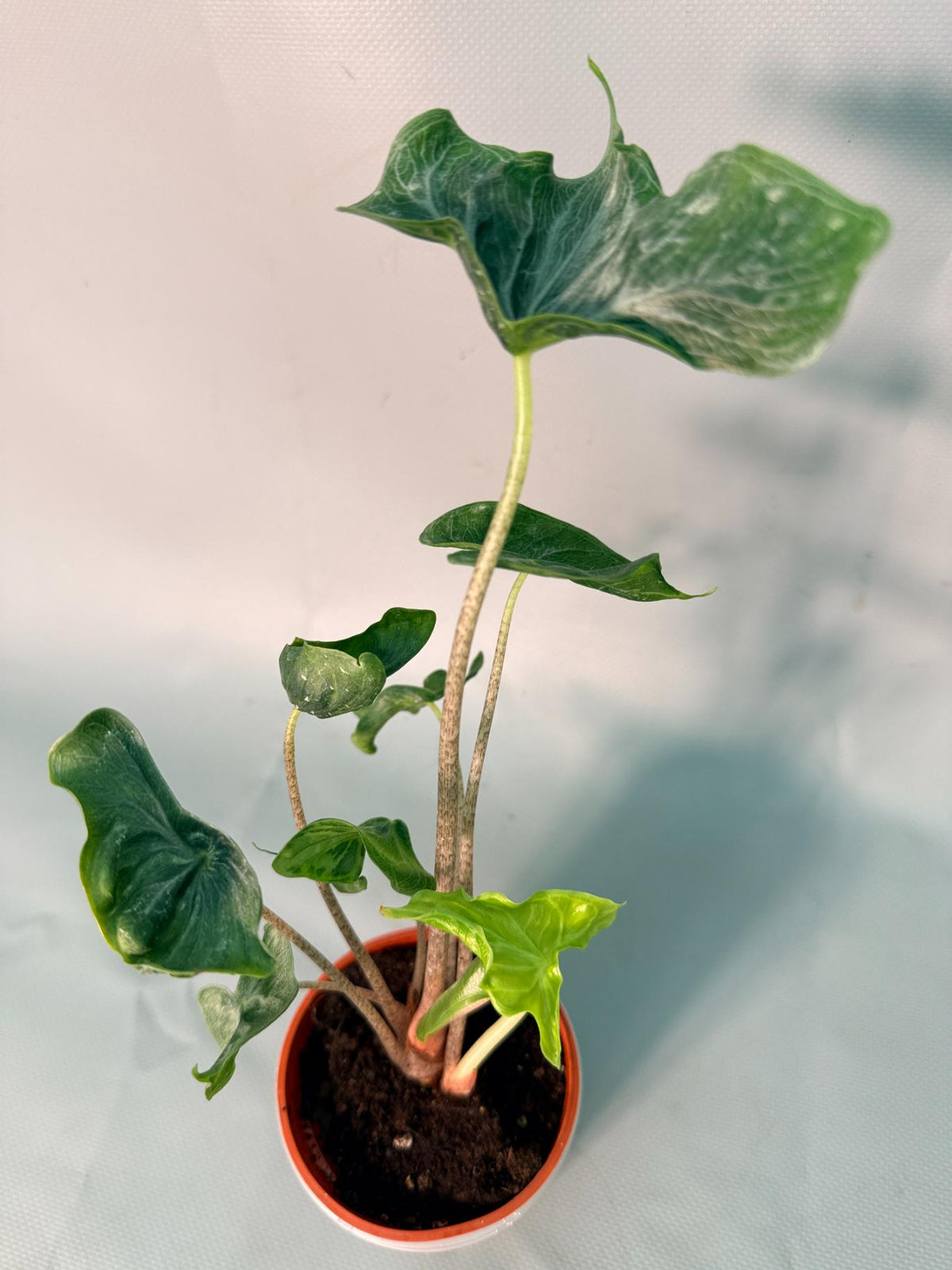 Alocasia Holy Grail 1