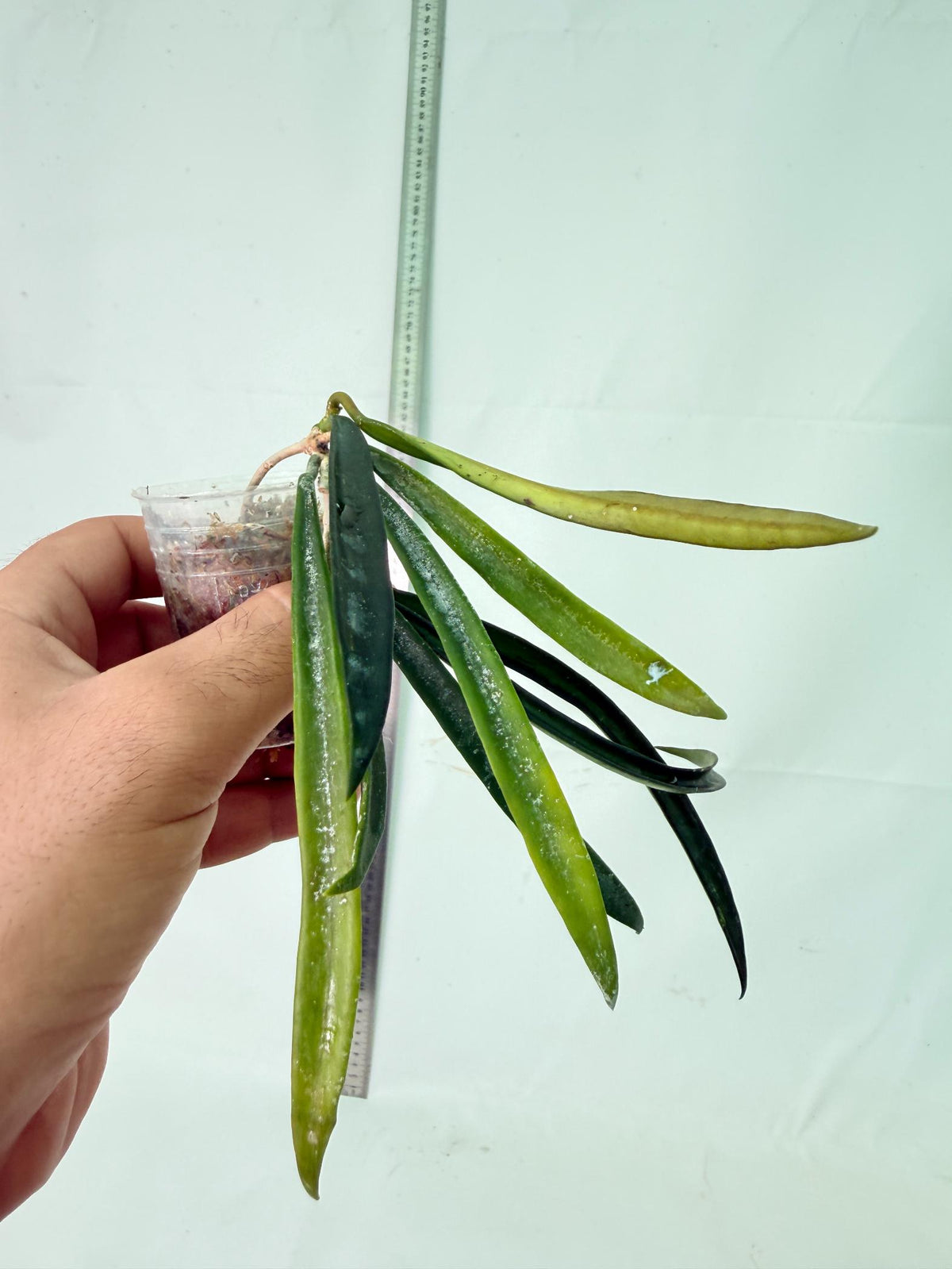 Hoya Shepherdii 2