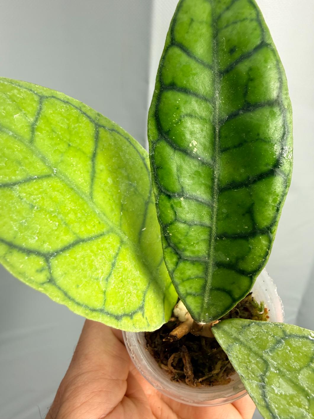 Hoya Callistophylla SHORT LEAF | Welovetropicalplants