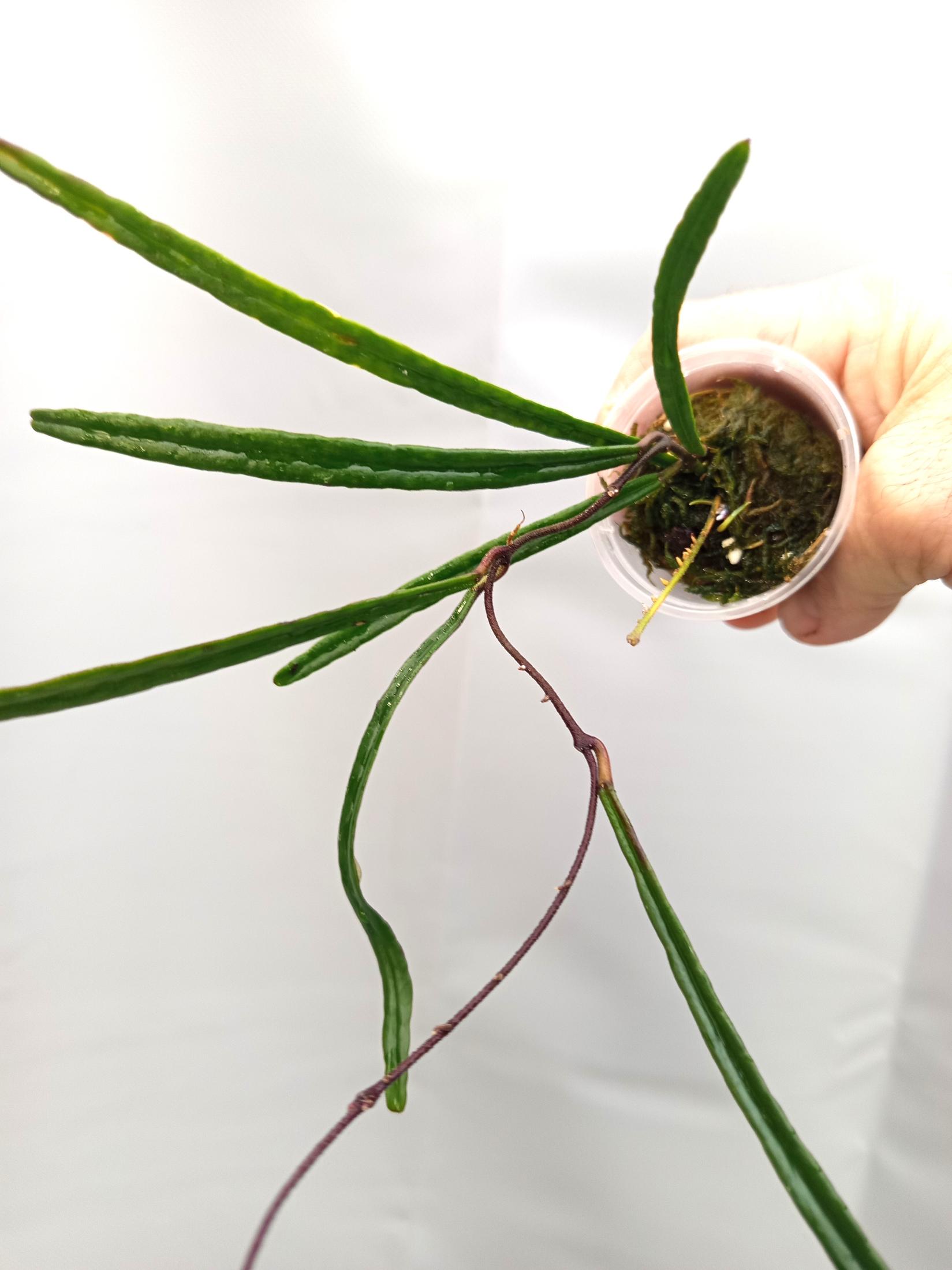 Hoya Insularis