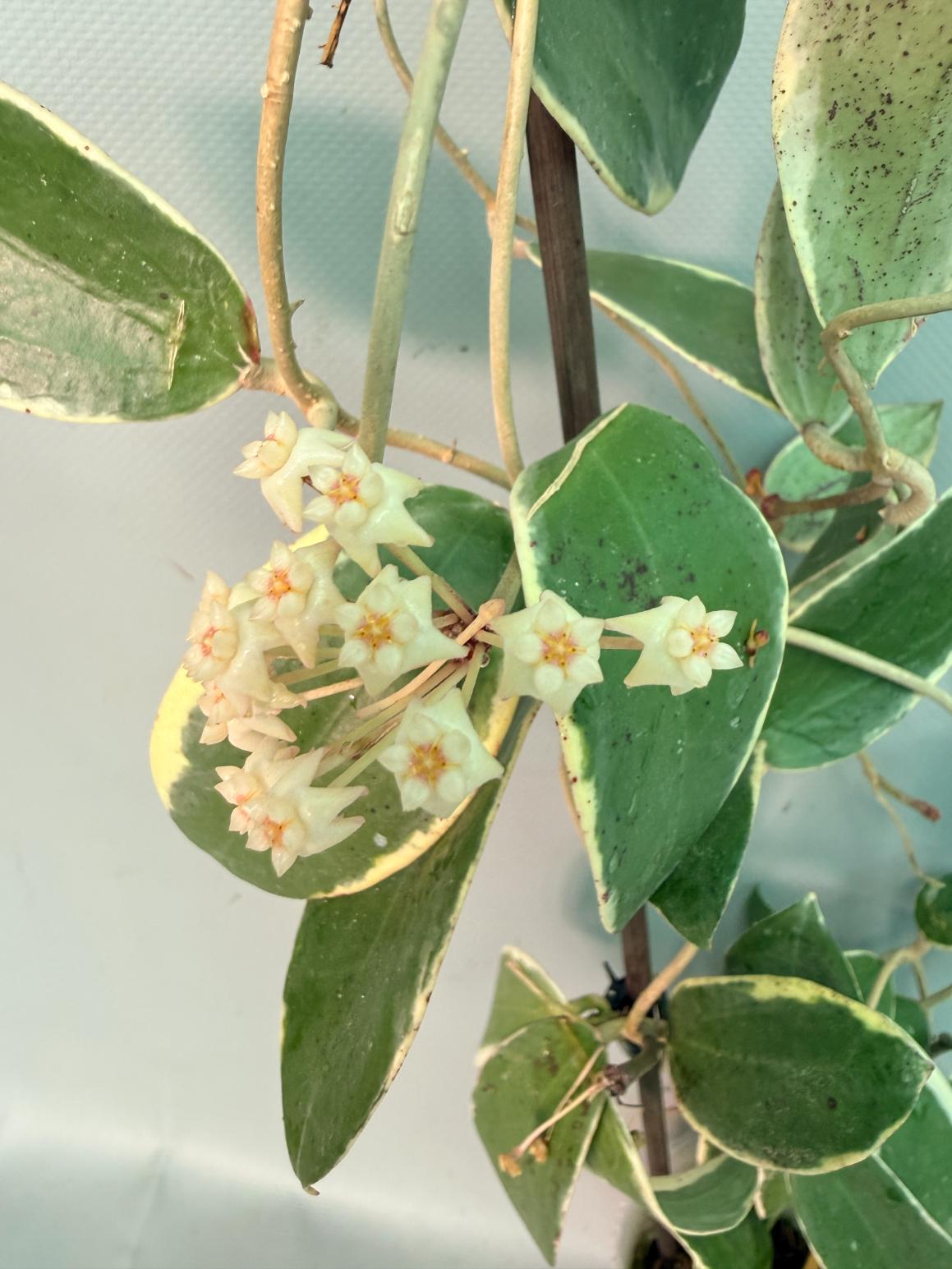 Hoya Acuta Albomarginata with flowers 03
