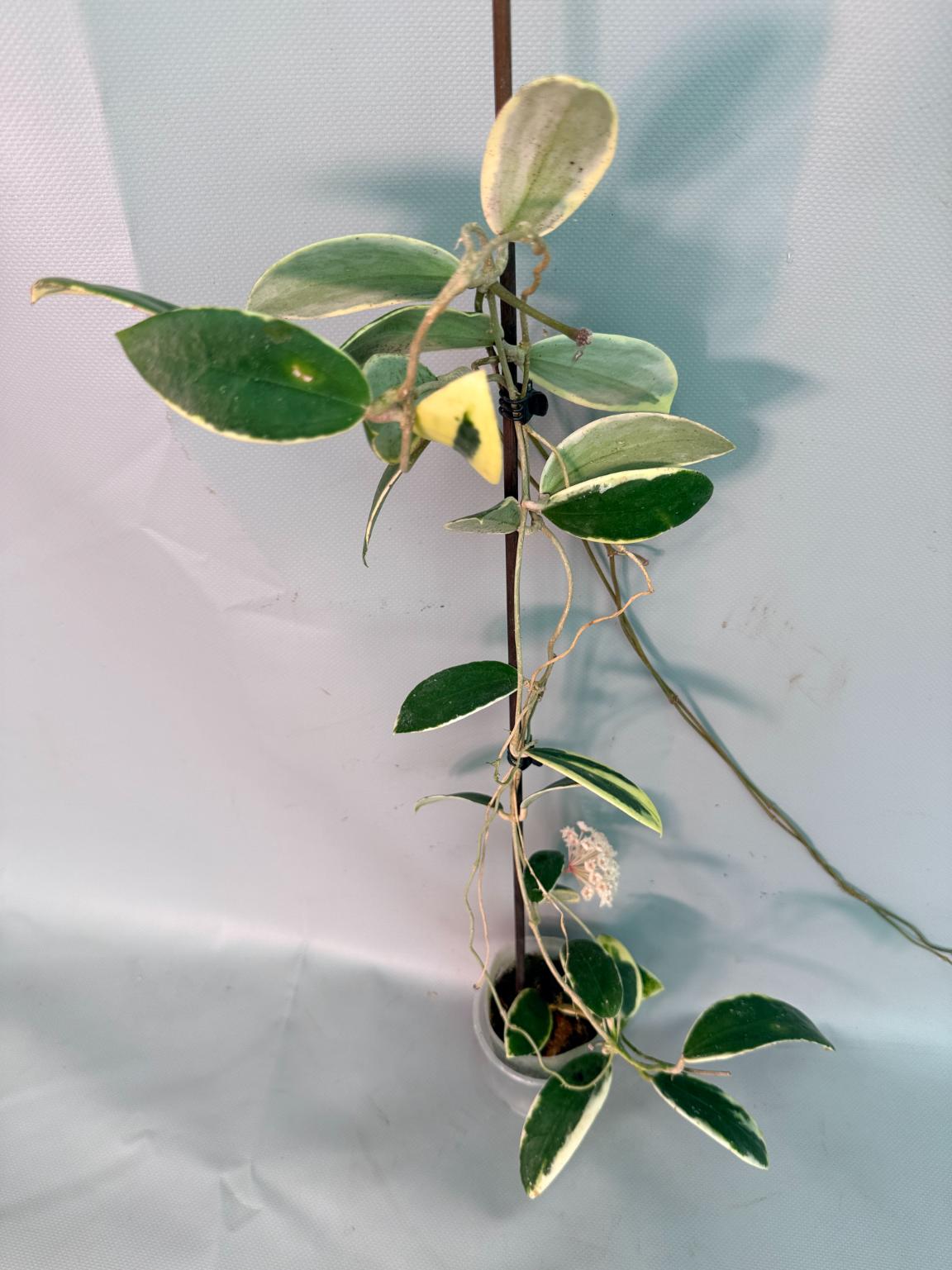 Hoya Acuta Albomarginata with flowers 02