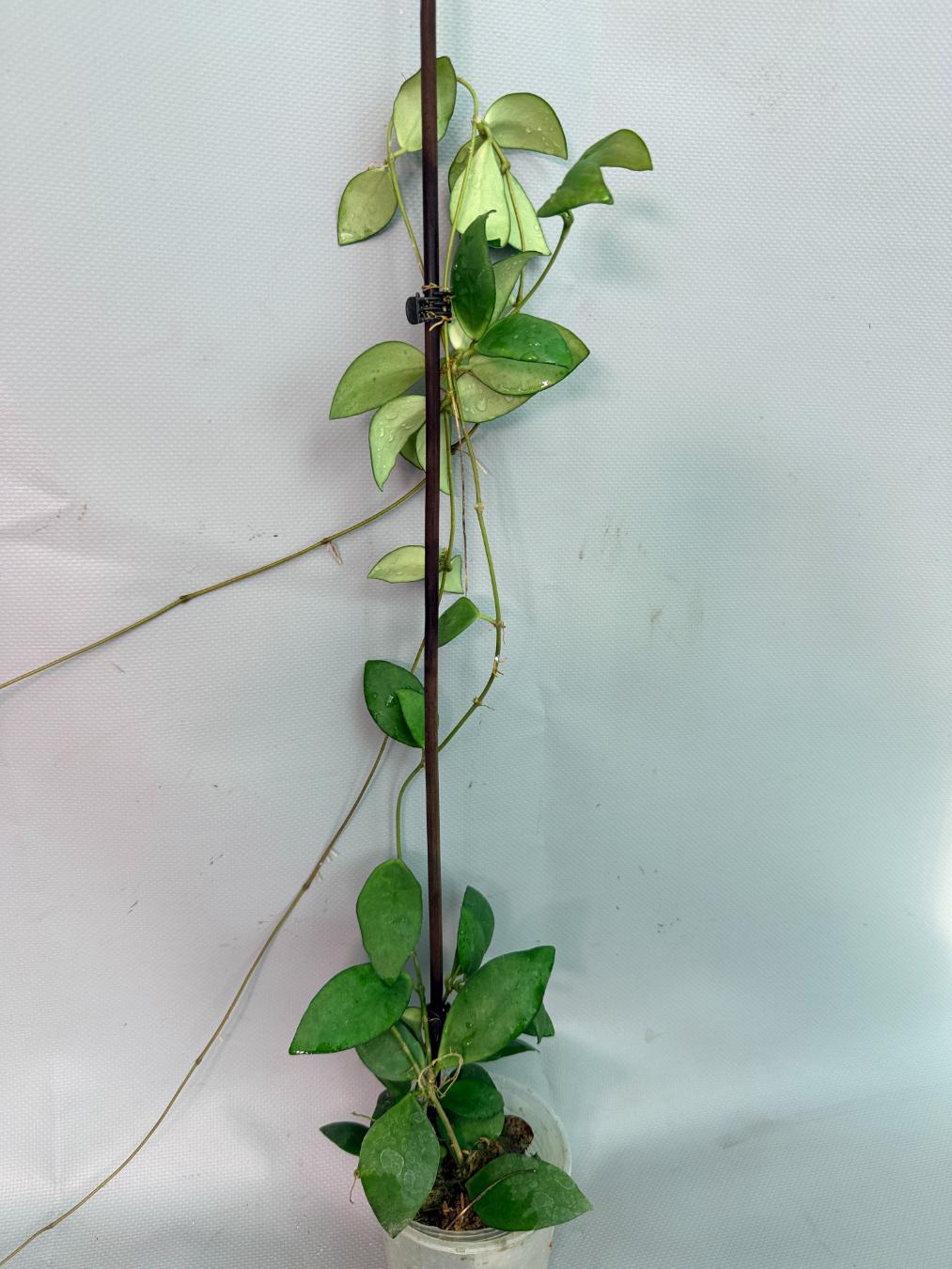 Hoya Myrmecopa big Leaves with flowers 2