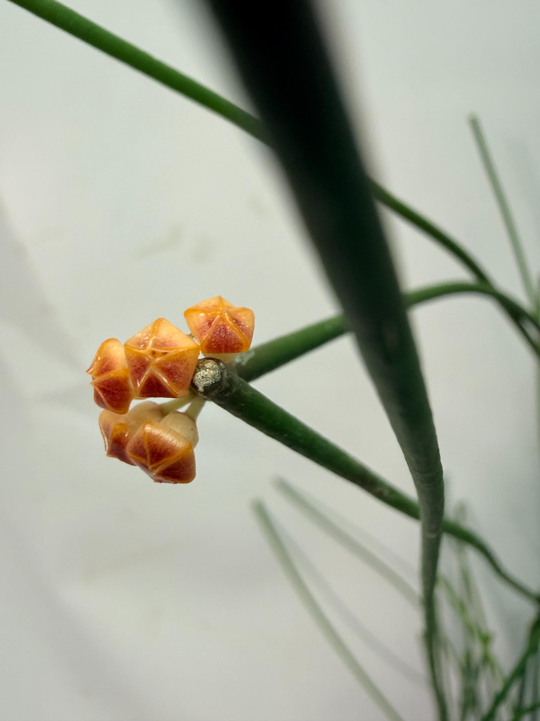 Hoya Spartioides with FLOWERS 08