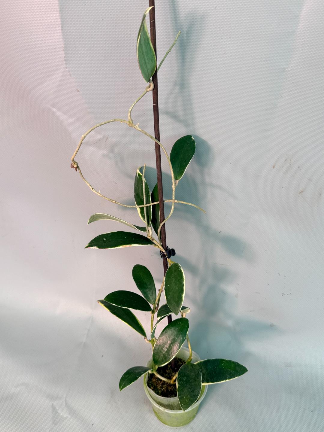 Hoya Acuta Albomarginata with flowers 01