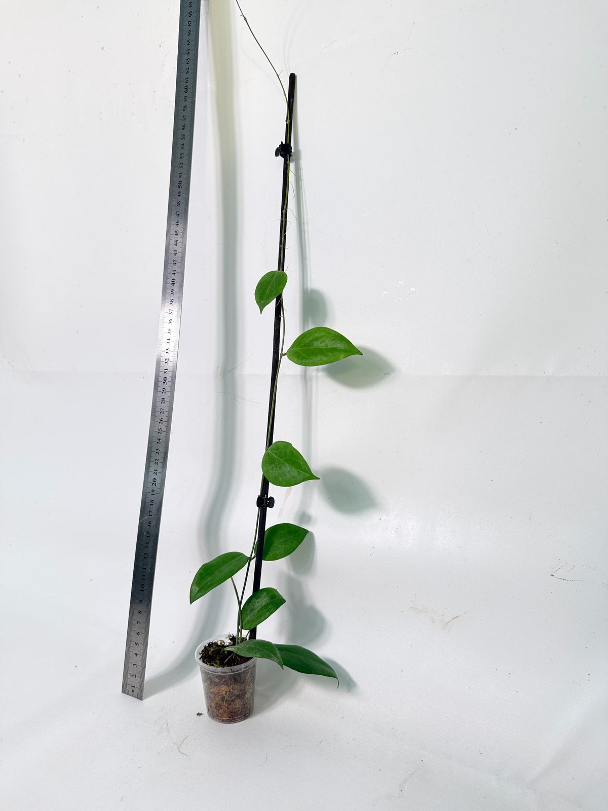 Hoya Camphorifolia 4