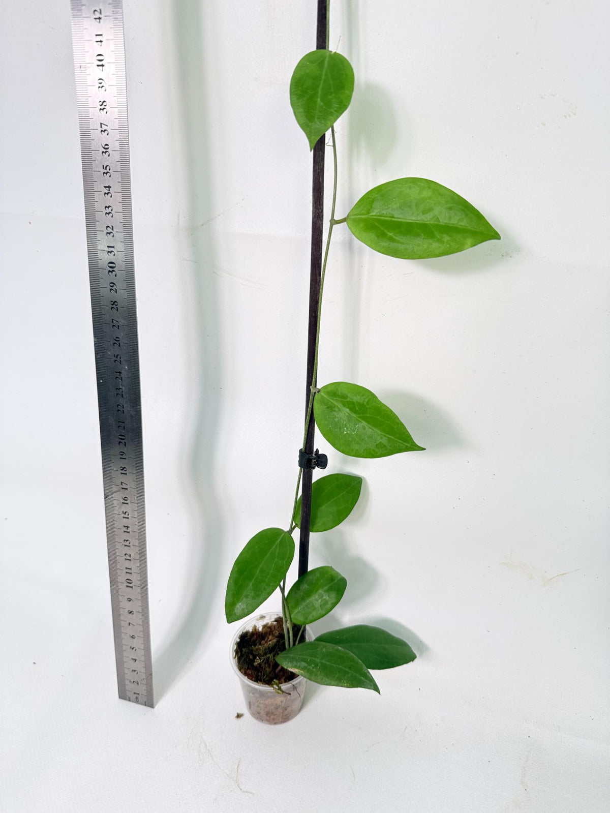Hoya Camphorifolia 6
