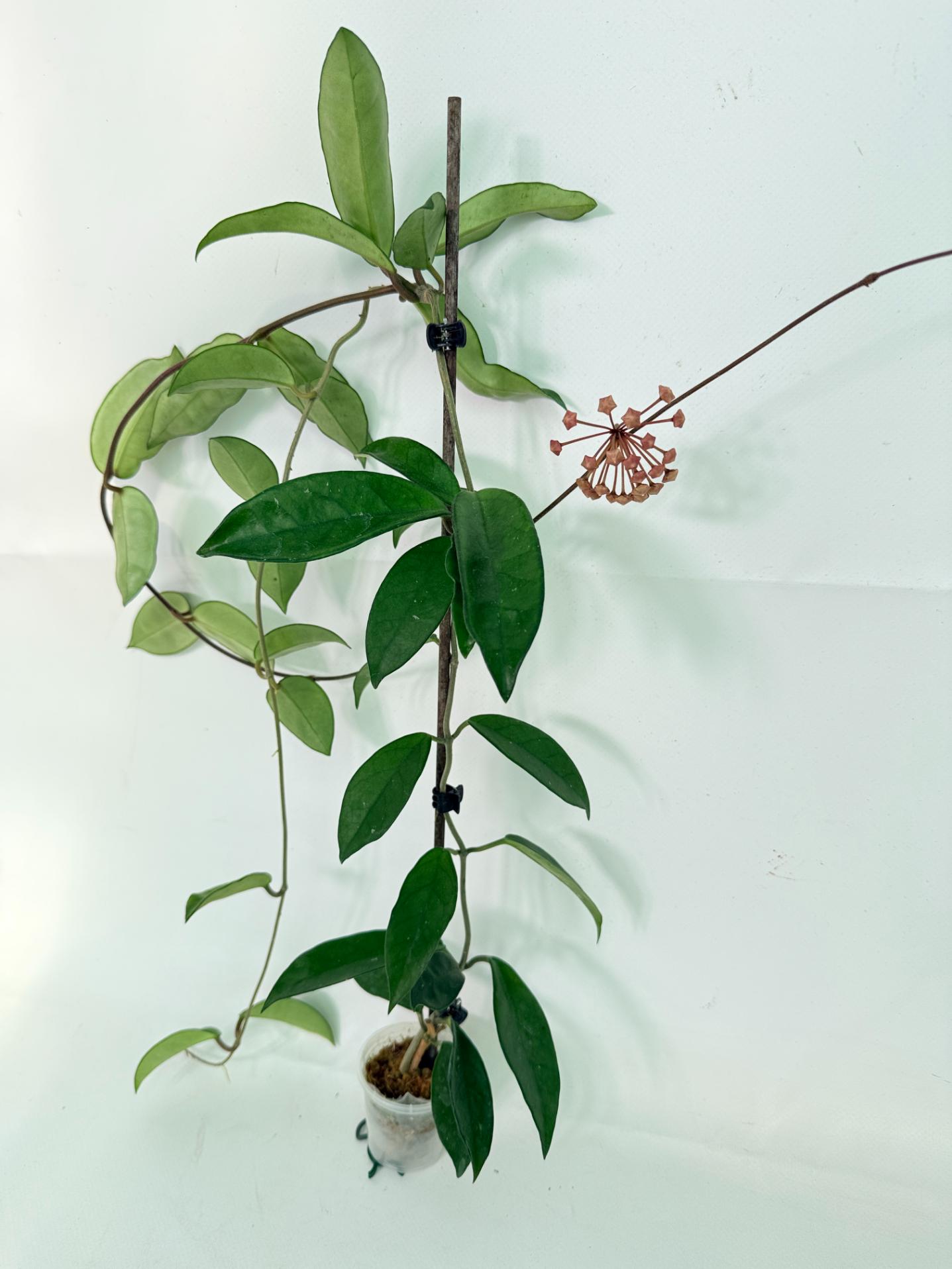 Hoya Carnosa03