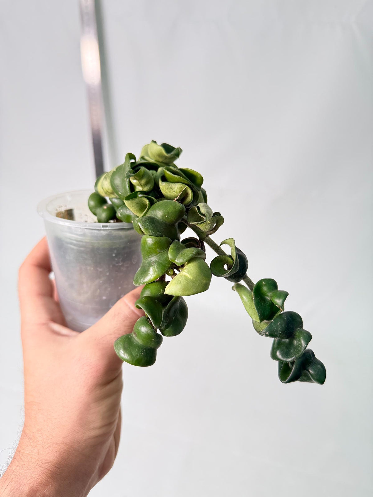 Hoya carnosa Compacta new 2