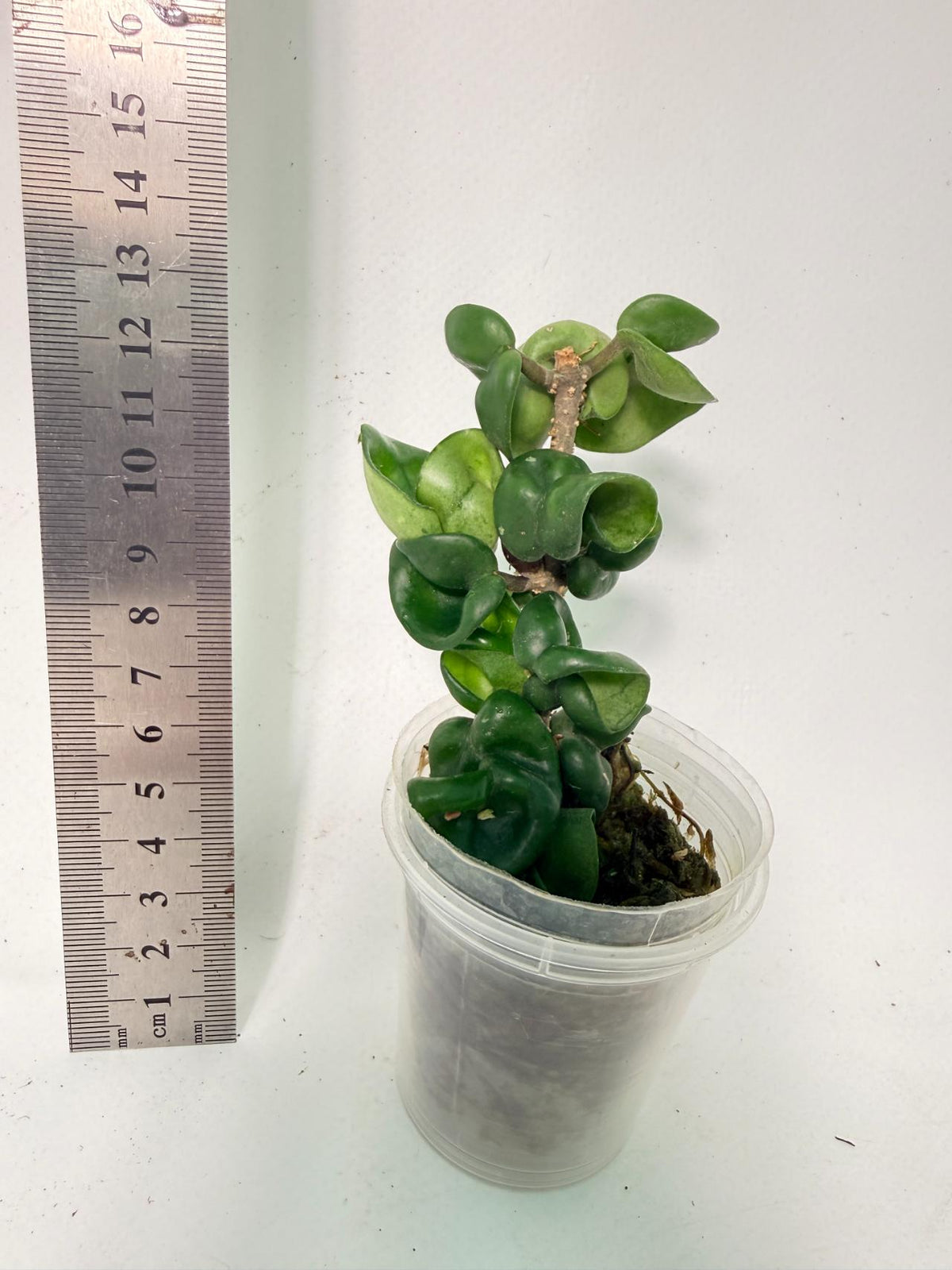 Hoya Carnosa Compacta New 7