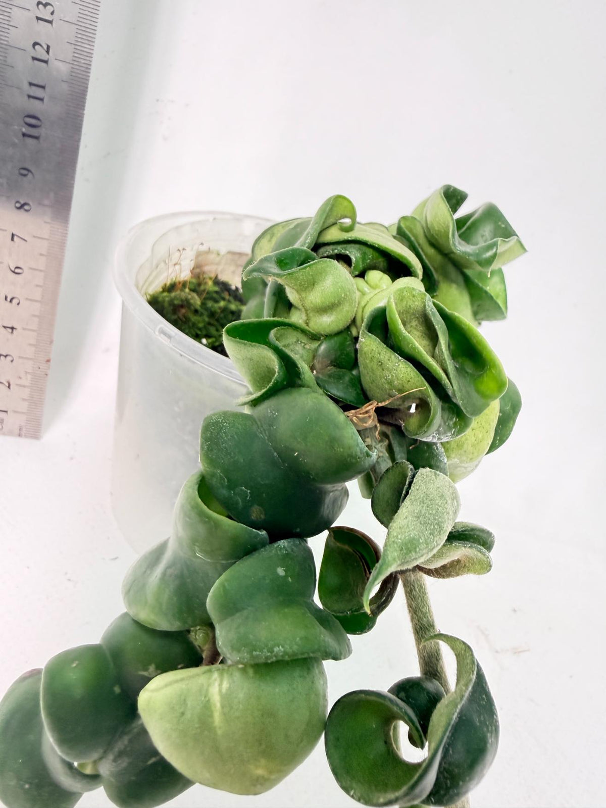 Hoya carnosa Compacta new 4