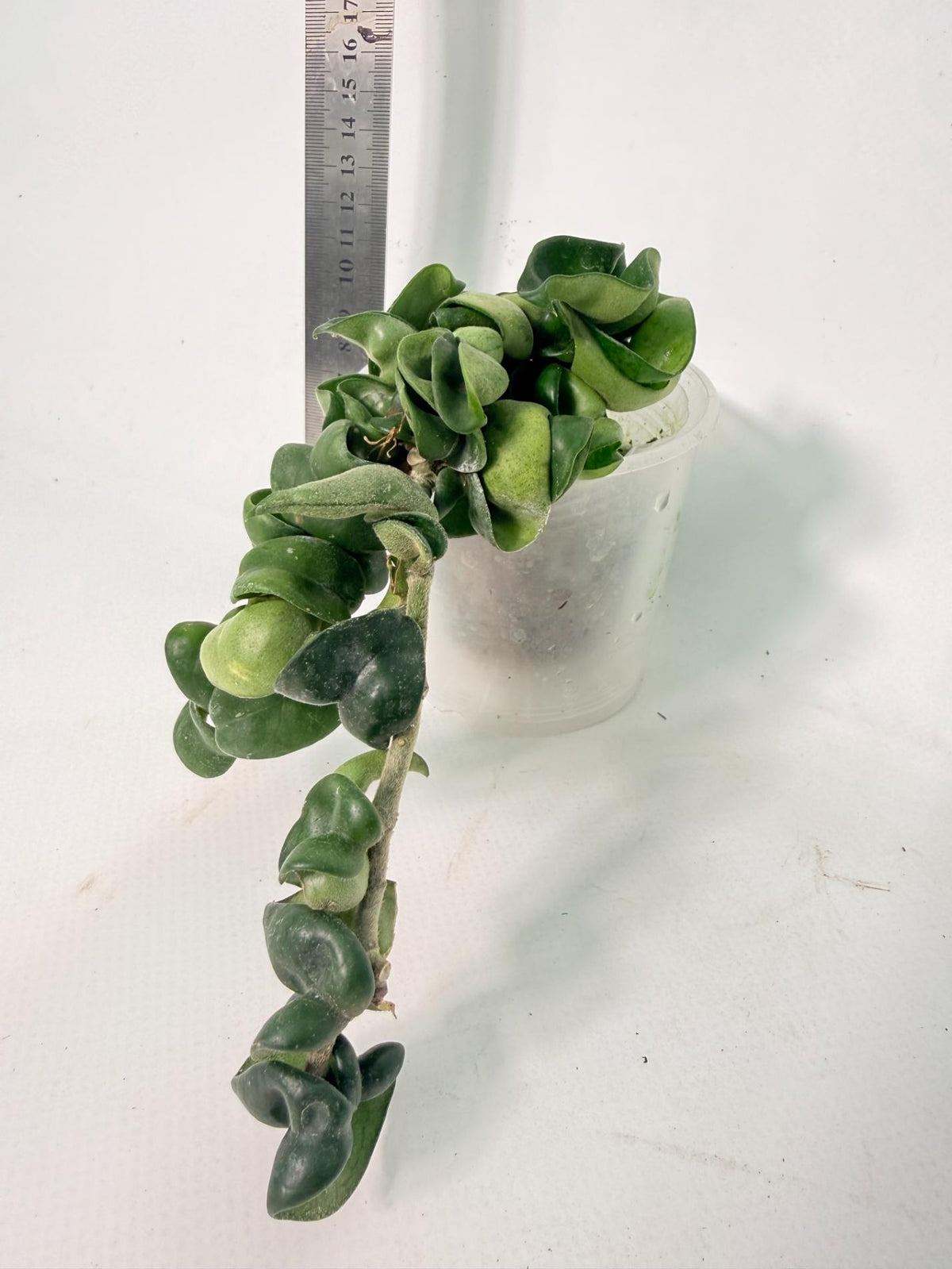 Hoya carnosa Compacta new 3
