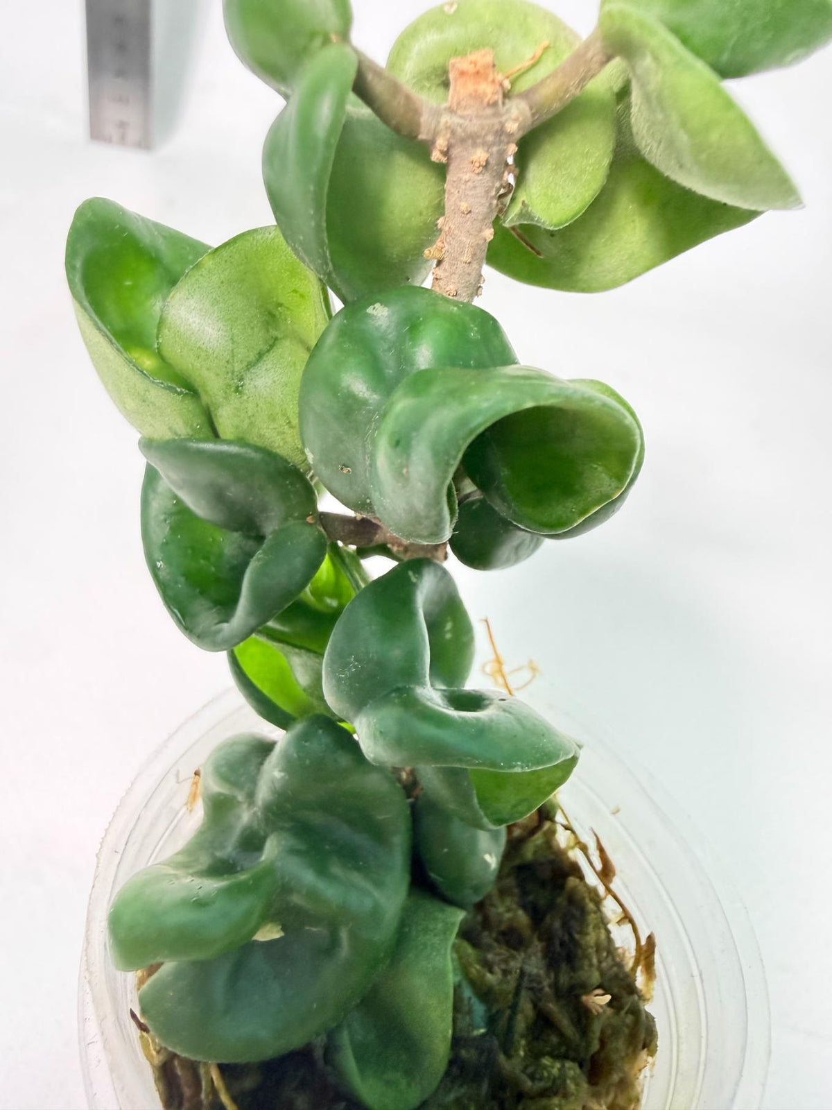 Hoya Carnosa Compacta New 2