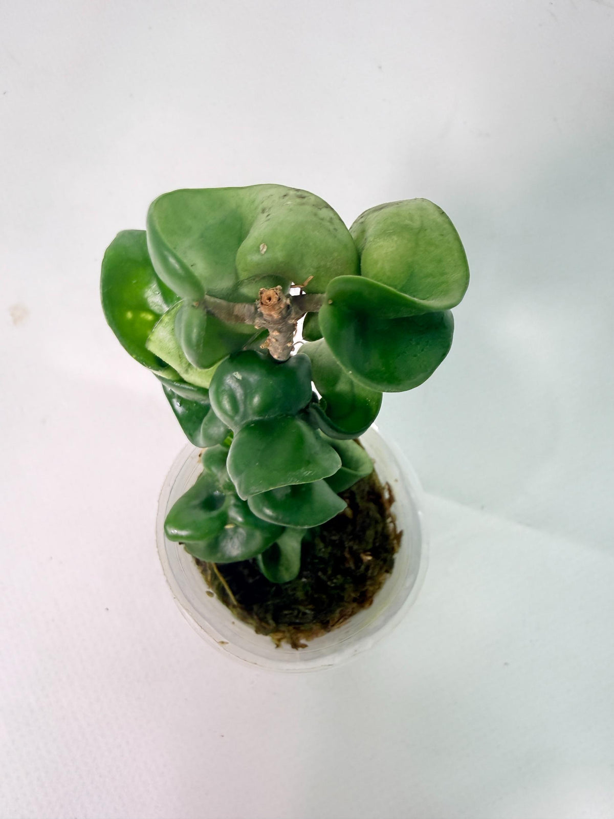 Hoya Carnosa Compacta New 5