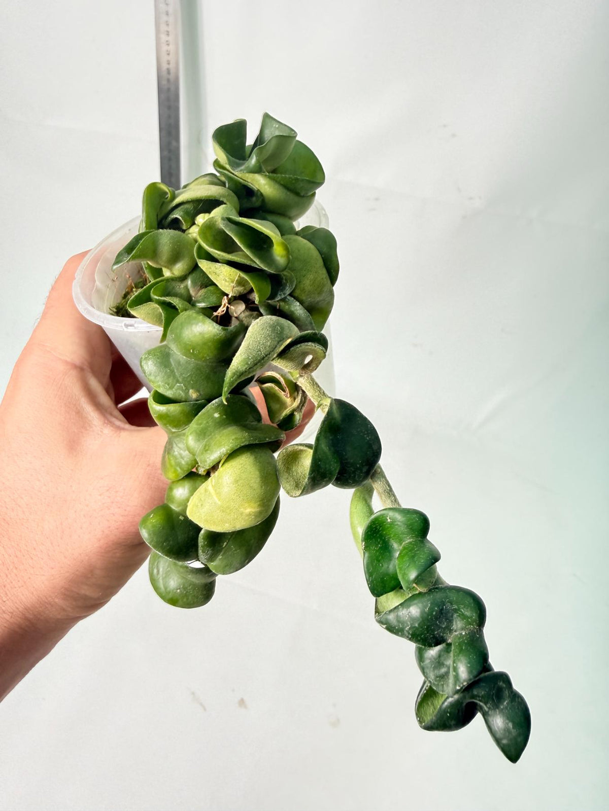 Hoya carnosa Compacta new 6