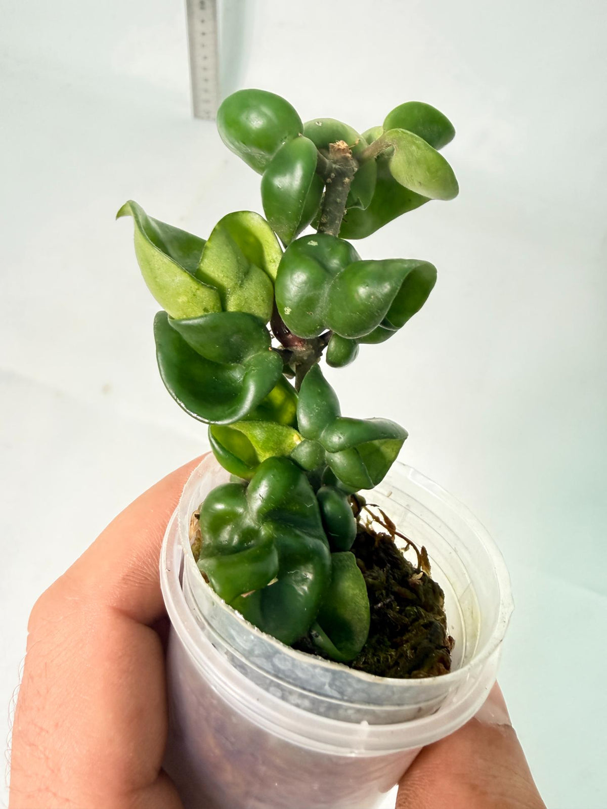 Hoya Carnosa Compacta New 1