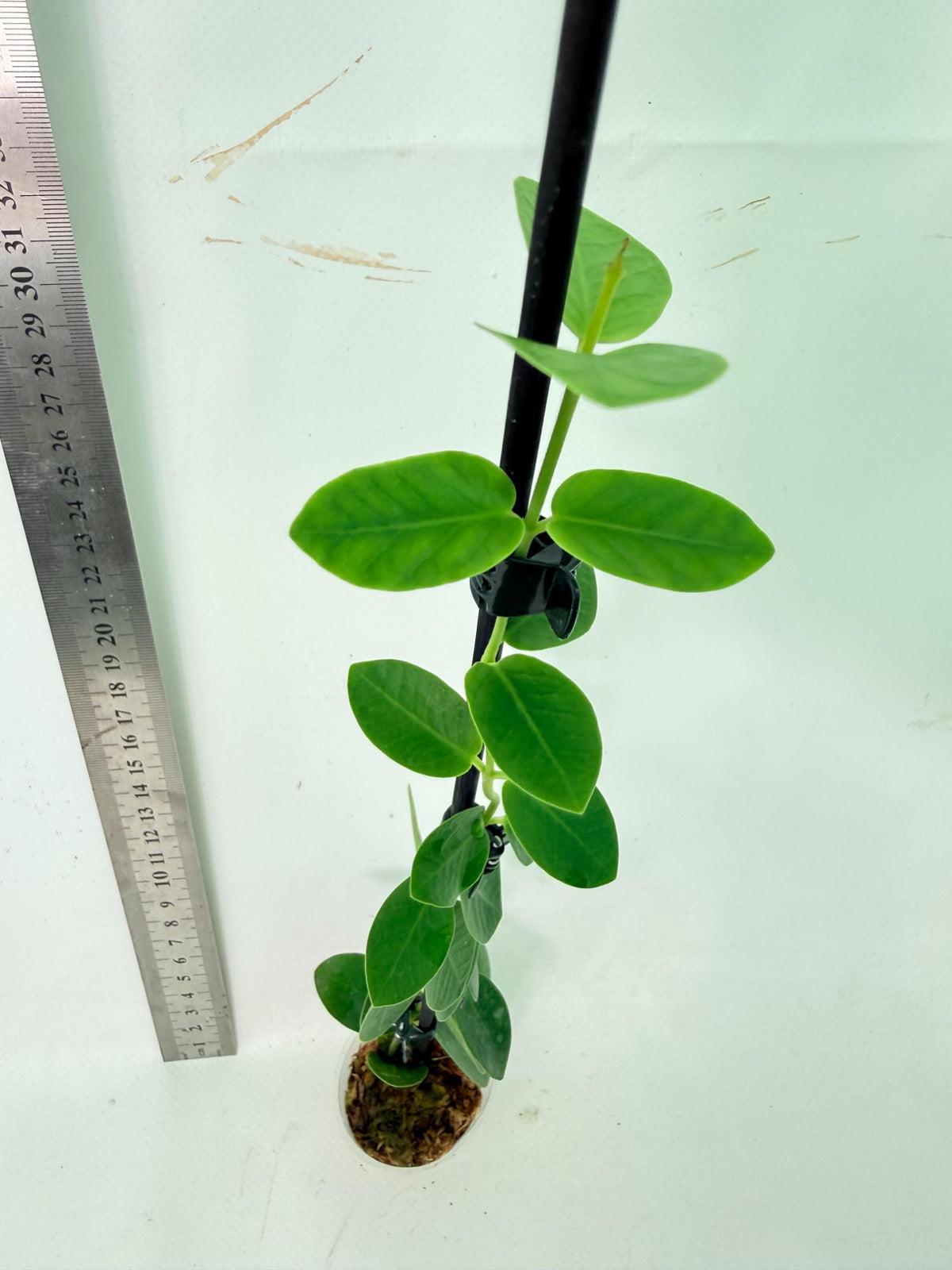 Hoya Cumingiana 4
