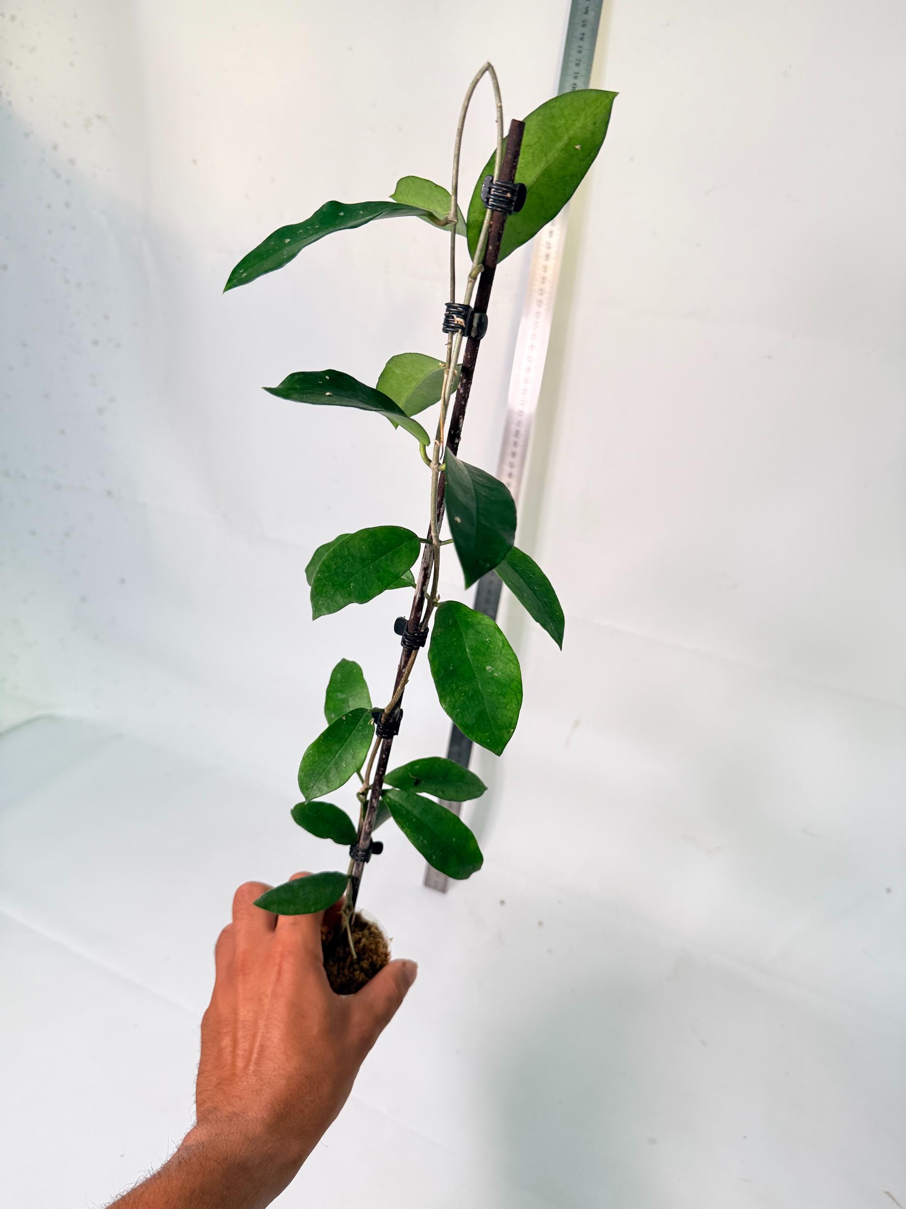Hoya Graveolens 2