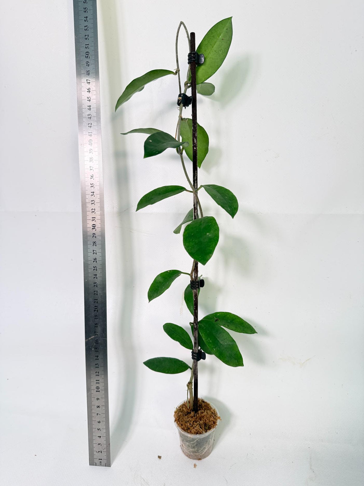 Hoya Graveolens 4
