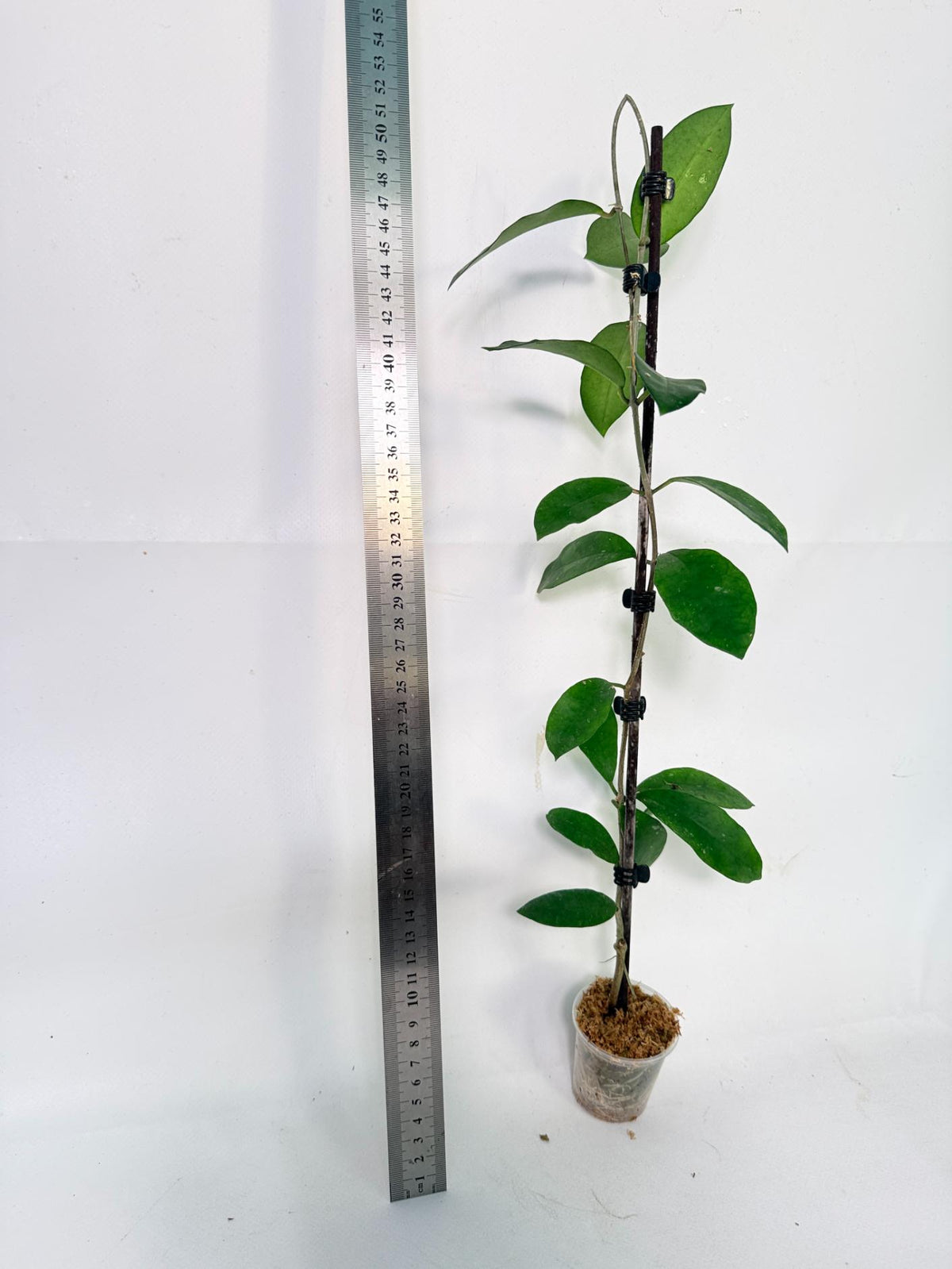 Hoya Graveolens 5