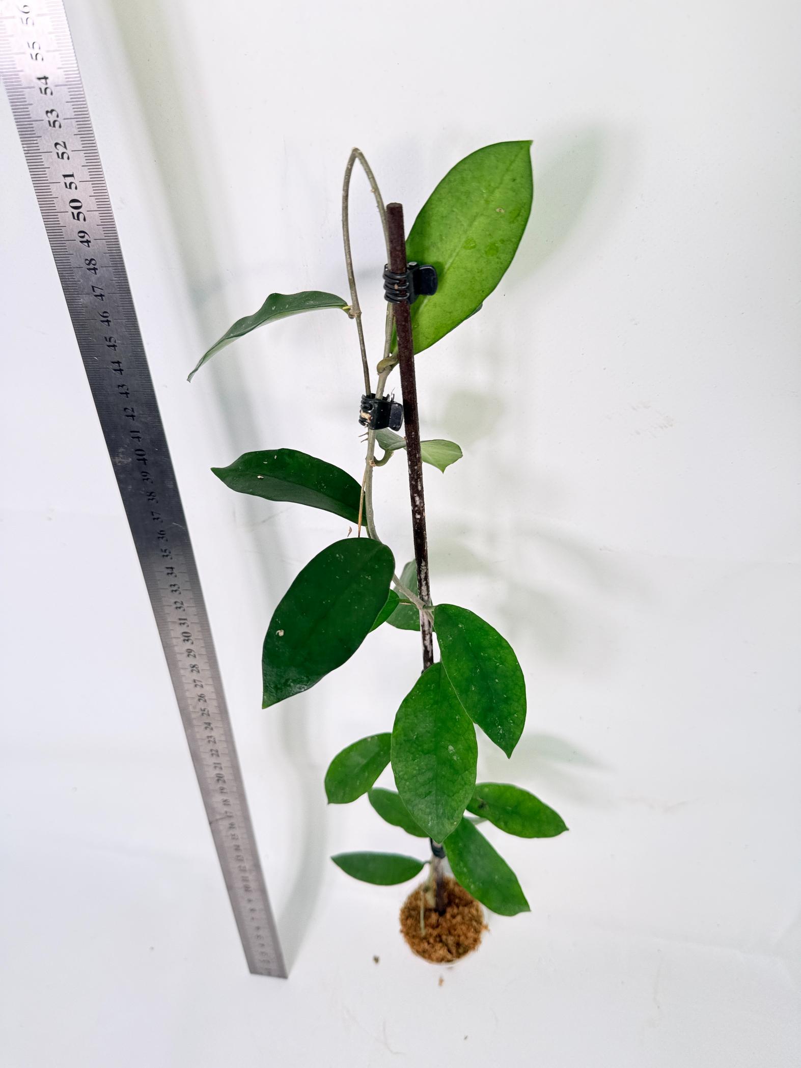 Hoya Graveolens 6