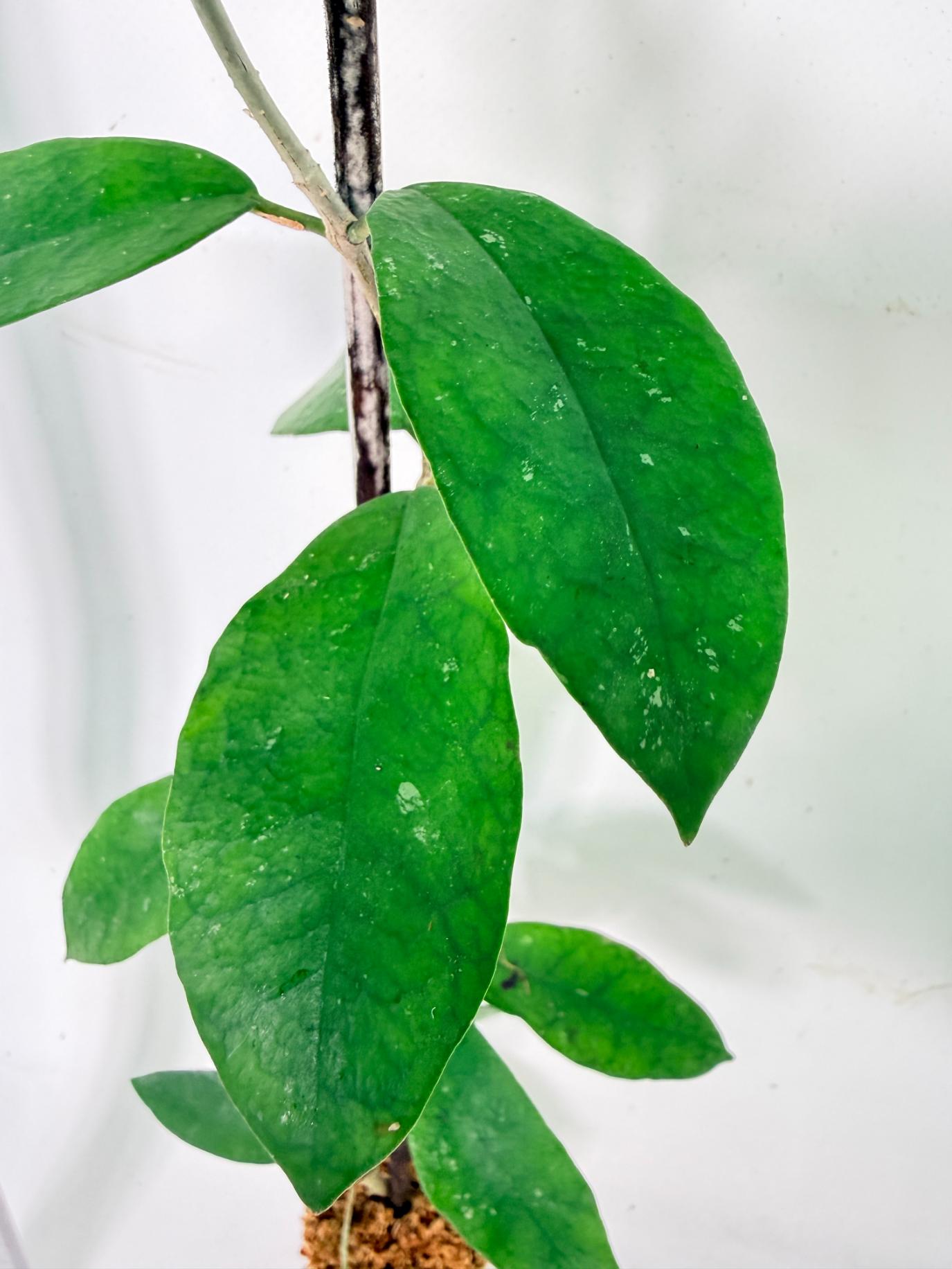 Hoya Graveolens 3