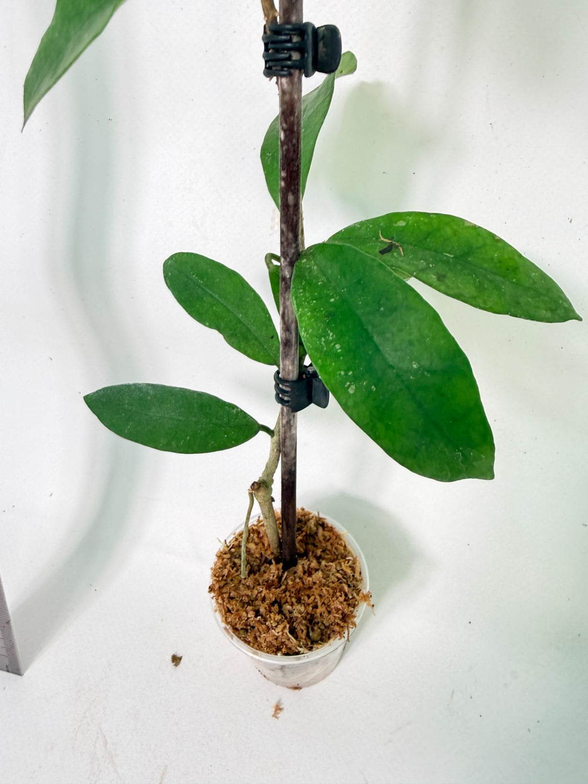 Hoya Graveolens 7