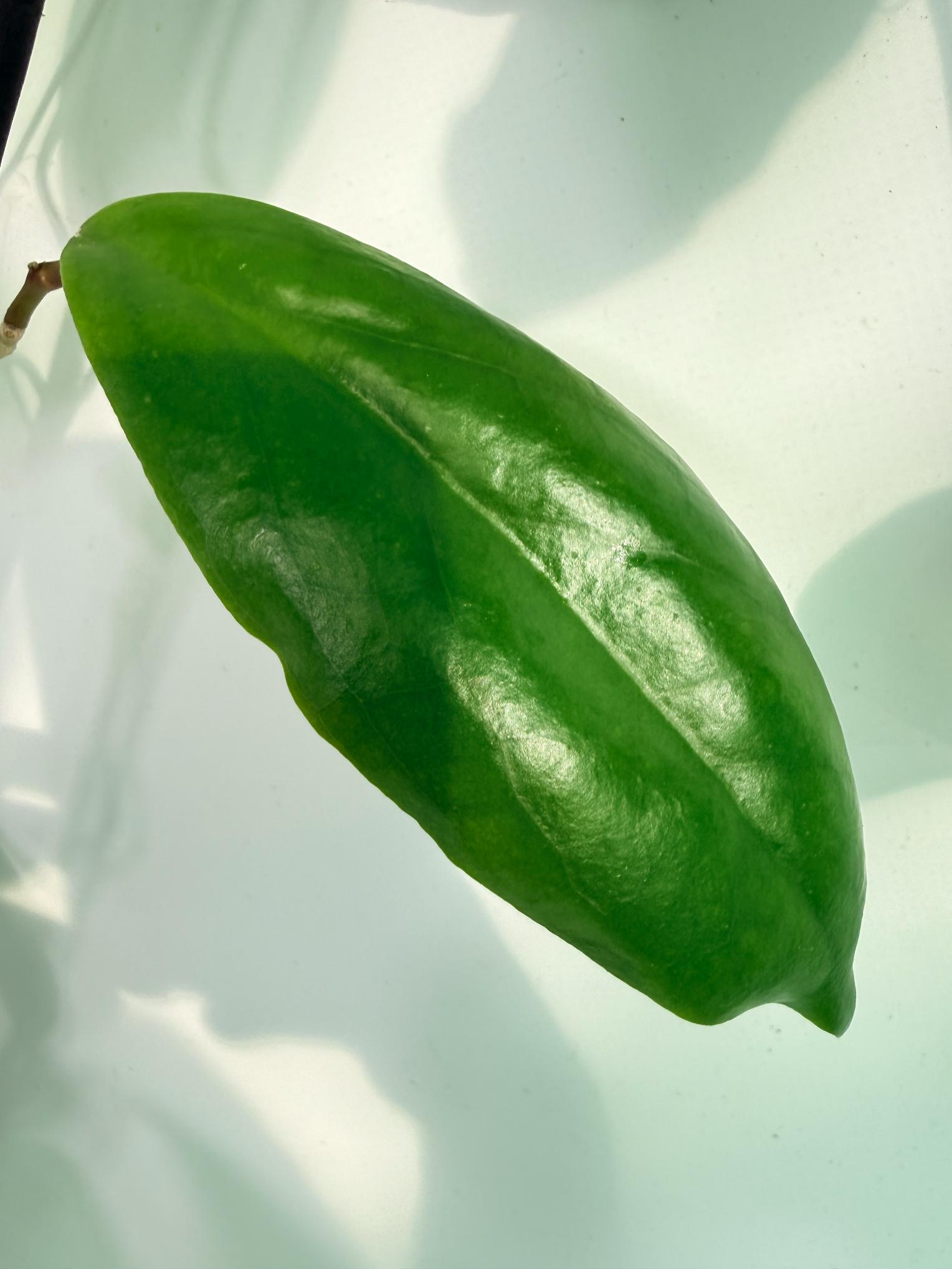 Hoya Incrassata 09