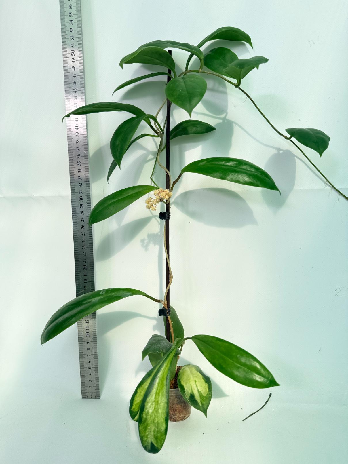 Hoya Incrassata 06