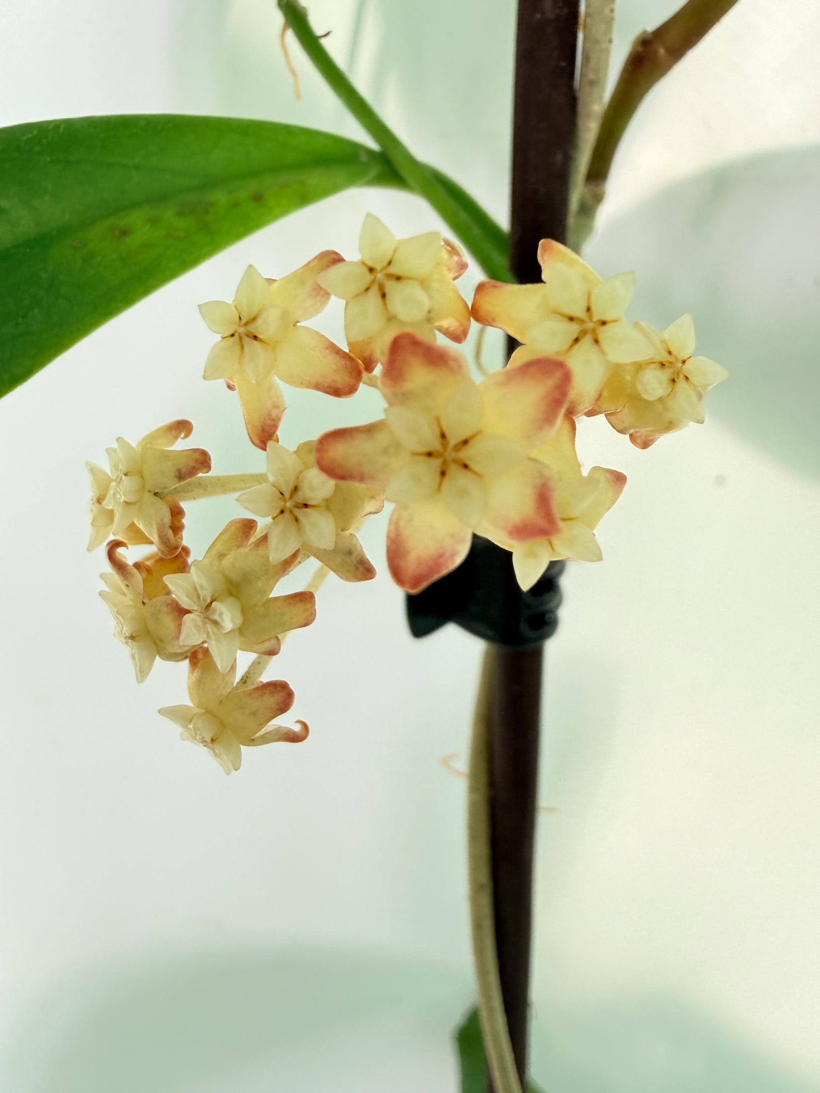 Hoya Incrassata 01